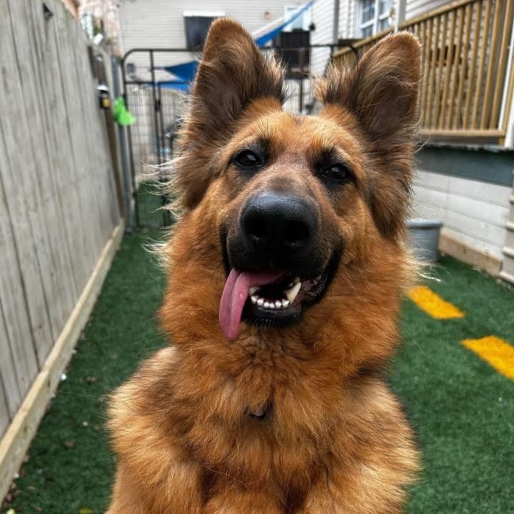 Gemma Claire, Adult Female German Shepherd Dog