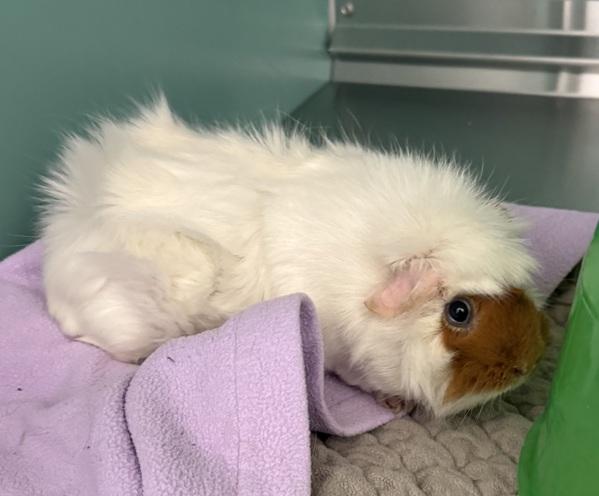 Cinnamon, Adoptable, Adult Female Guinea Pig.