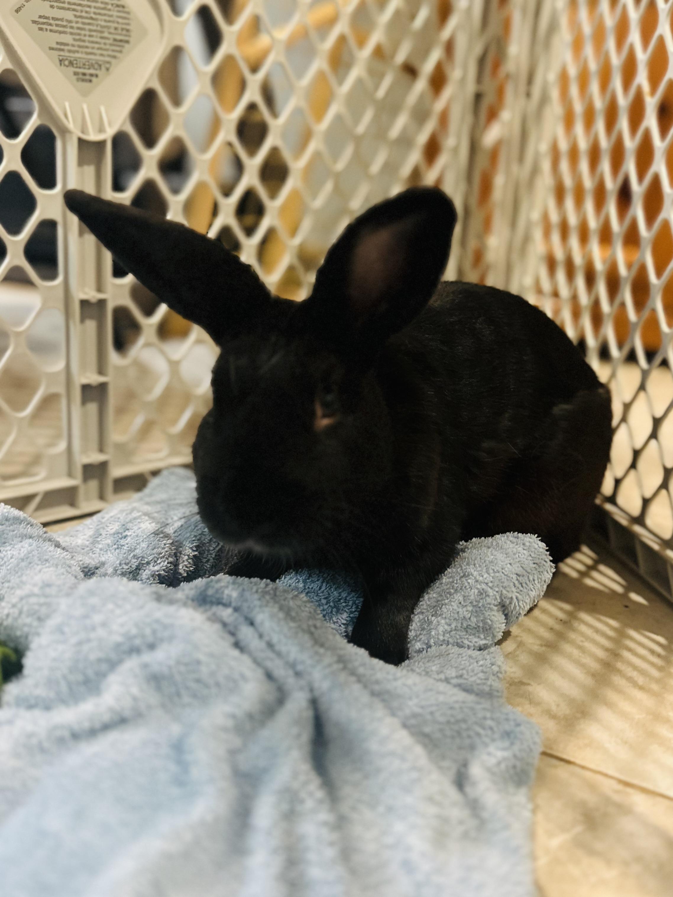 Enlarge Licorice, a Adoptable mixed breed in Andover, CT image 6/6