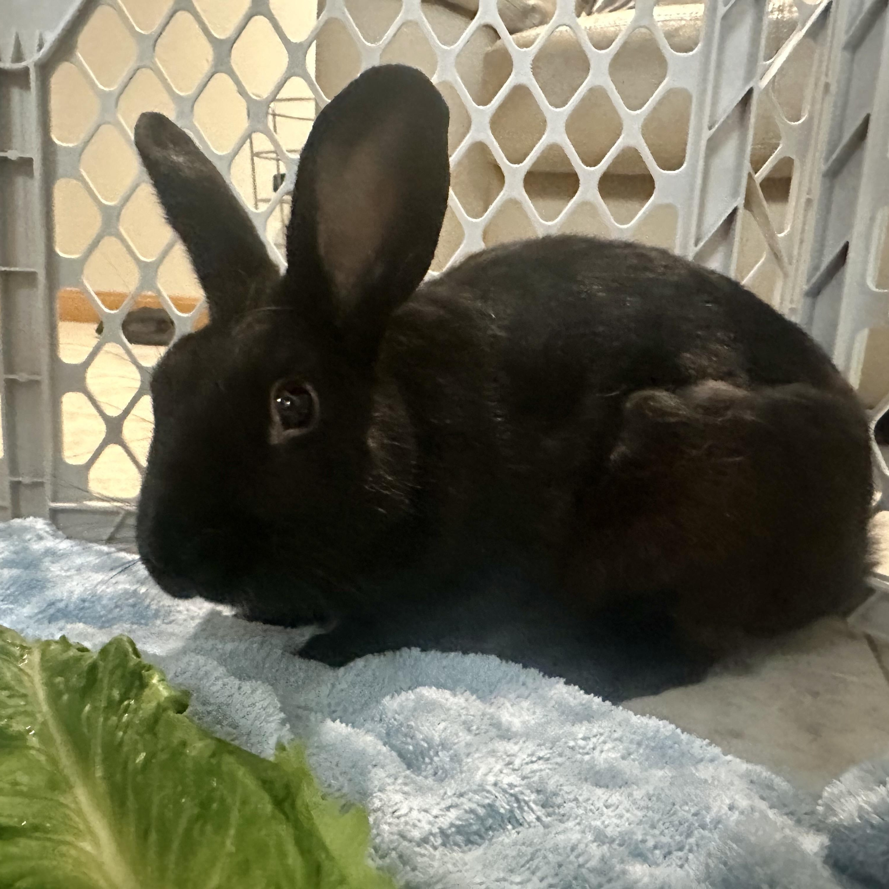 Enlarge Licorice, a Adoptable mixed breed in Andover, CT image 4/6