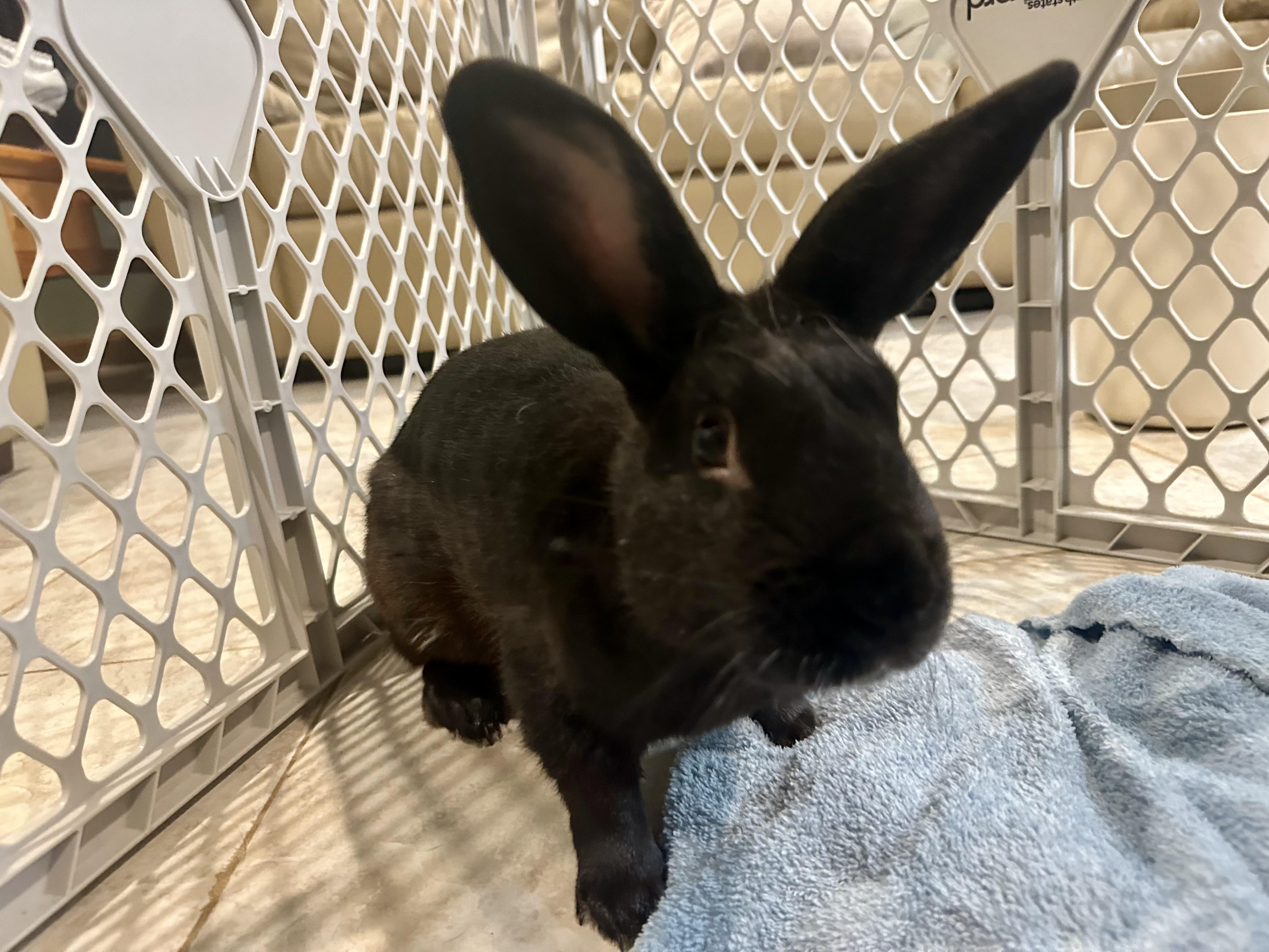 Enlarge Licorice, a Adoptable mixed breed in Andover, CT image 5/6