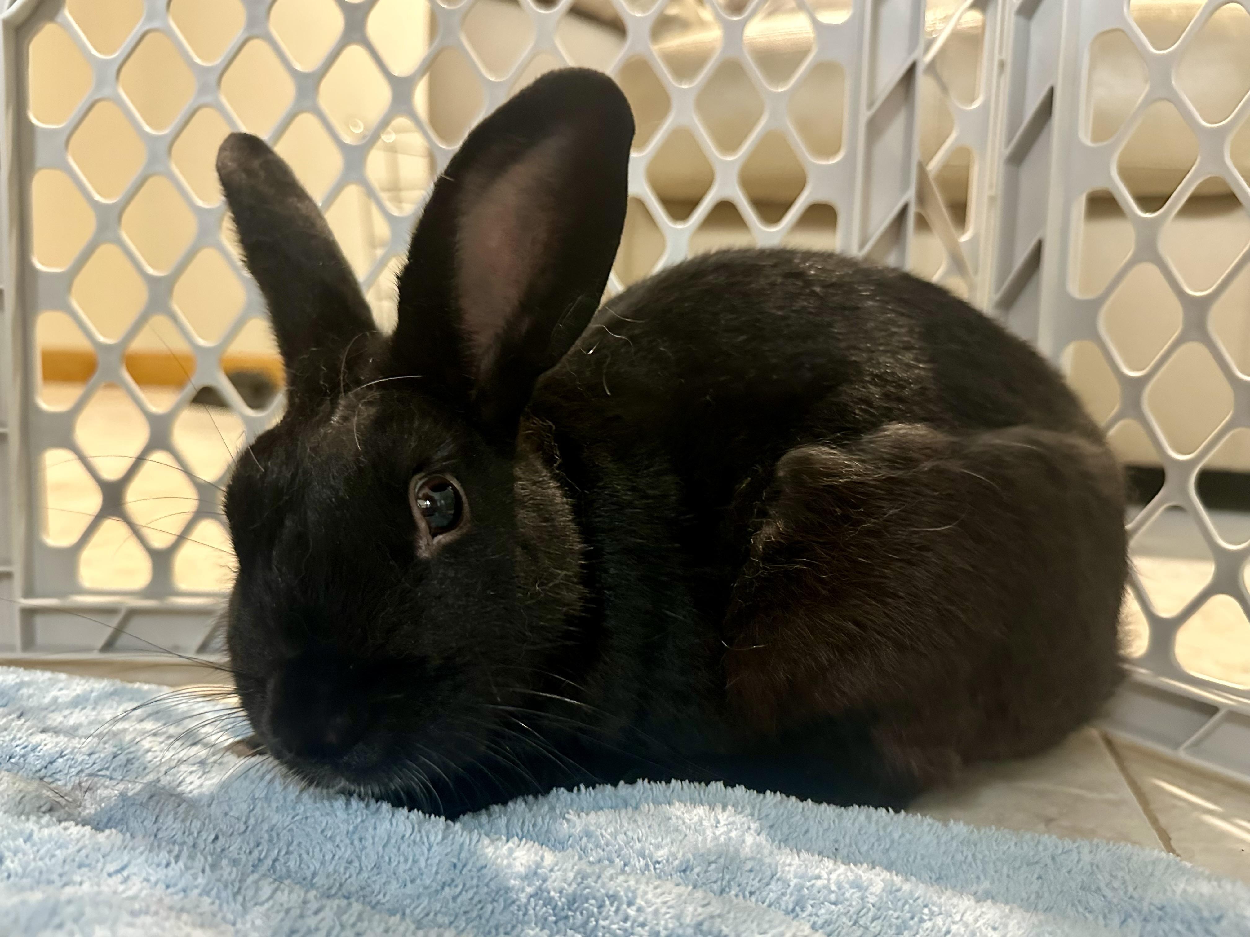 Enlarge Licorice, a Adoptable mixed breed in Andover, CT image 3/6