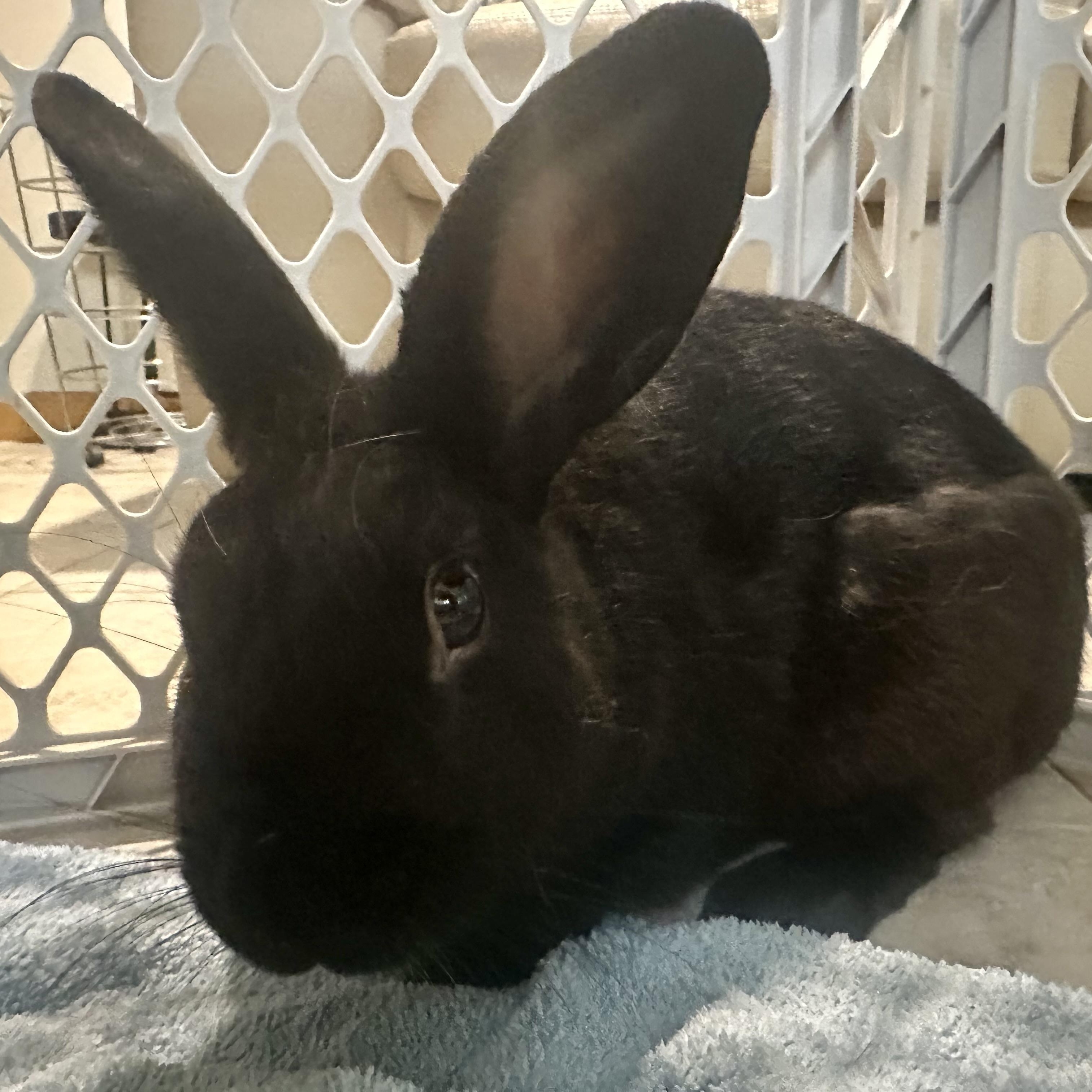 Enlarge Licorice, a Adoptable mixed breed in Andover, CT image 2/6