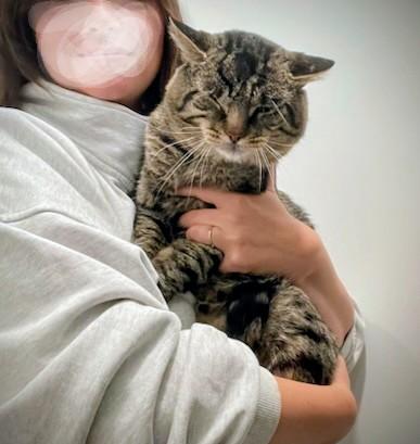 Enlarge Roger, an adopted Domestic Short Hair in Montreal, QC image 5/6