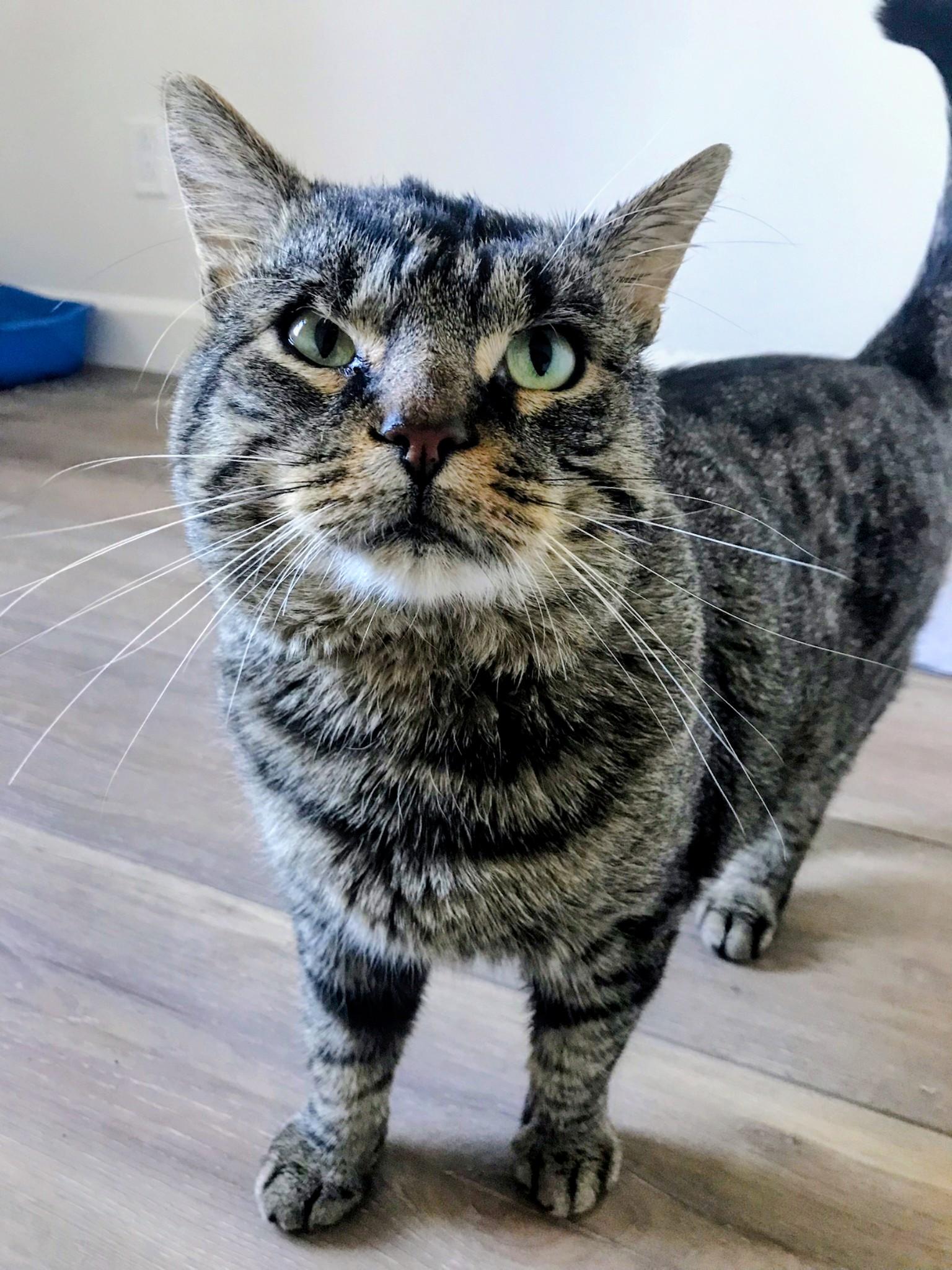 Enlarge Roger, an adopted Domestic Short Hair in Montreal, QC image 3/6