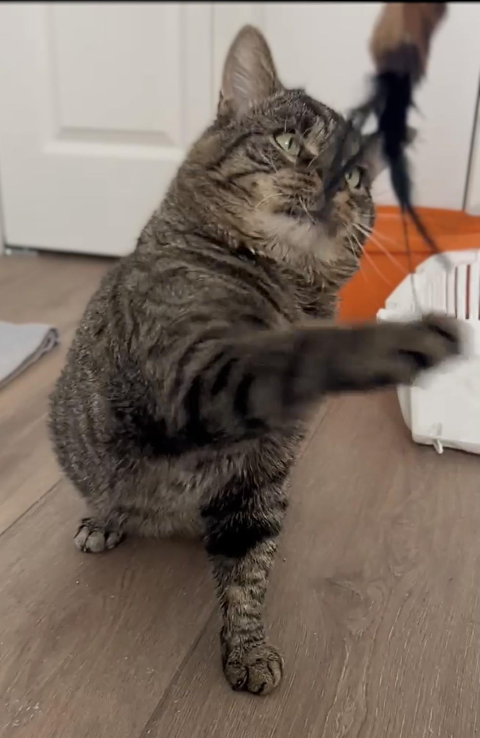 Enlarge Roger, an adopted Domestic Short Hair in Montreal, QC image 4/6