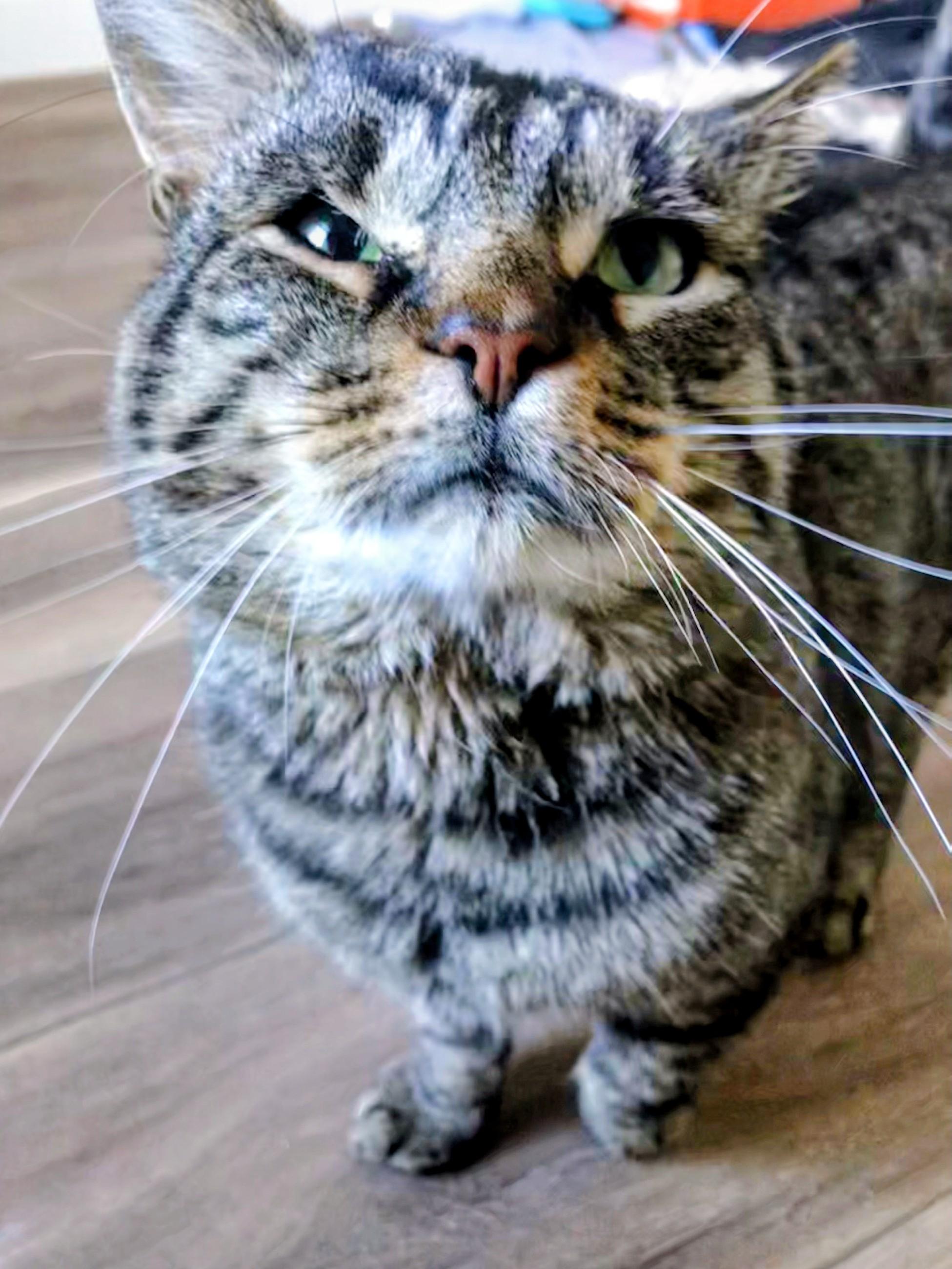 Enlarge Roger, an adopted Domestic Short Hair in Montreal, QC image 6/6