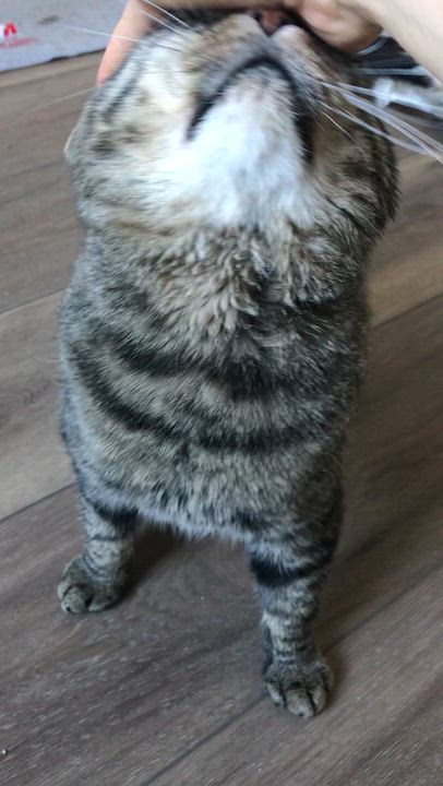 Enlarge Roger, an adopted Domestic Short Hair in Montreal, QC video 2/6