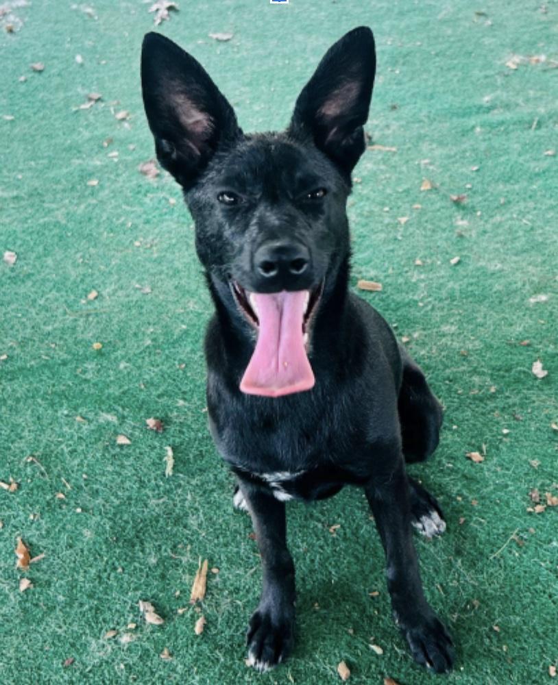 Abagail, a ADOPTABLE mixed breed in Cedarburg, WI image 1/3