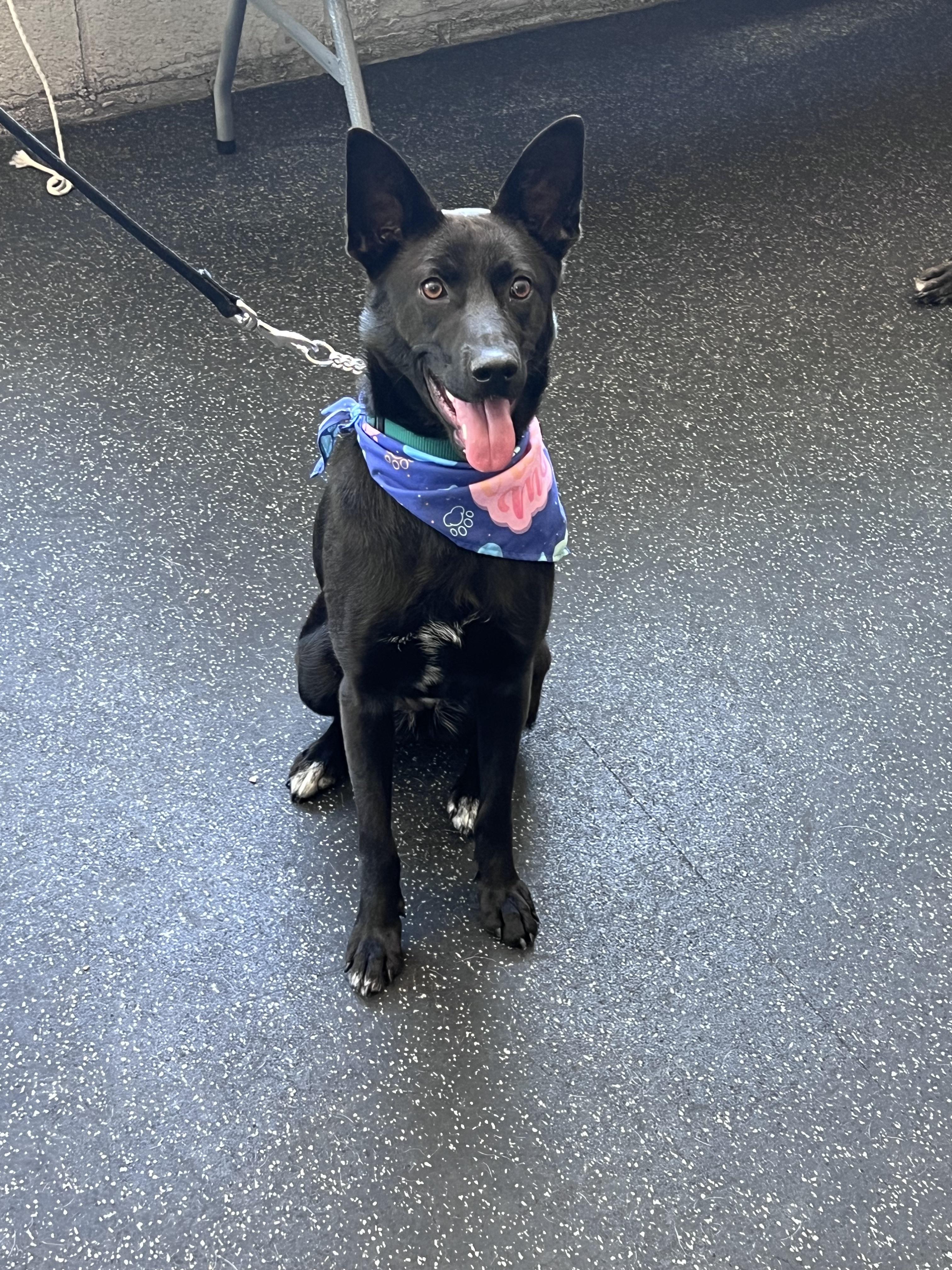 Enlarge Abagail, an adopted mixed breed in Cedarburg, WI image 1/6