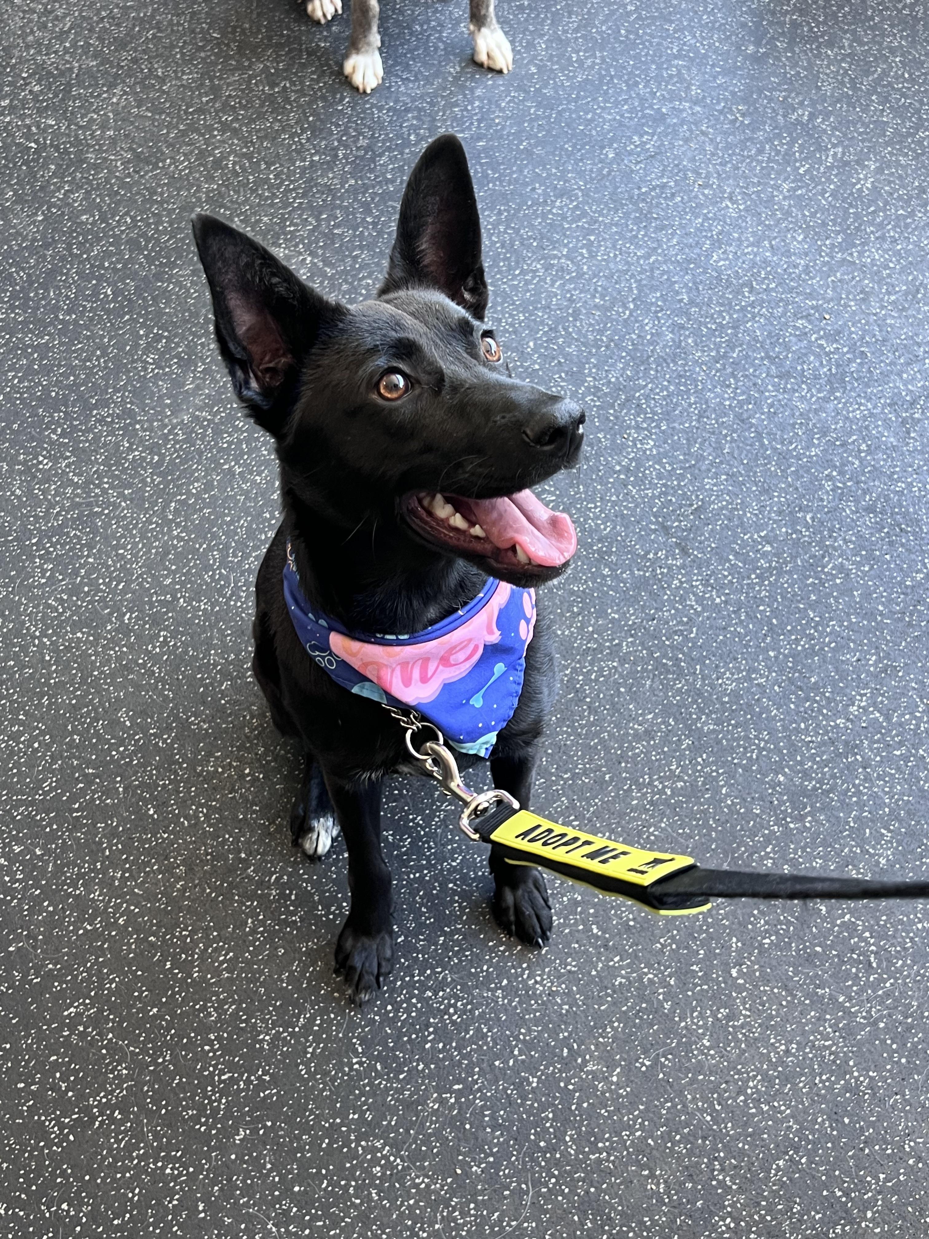 Enlarge Abagail, an adopted mixed breed in Cedarburg, WI image 3/6