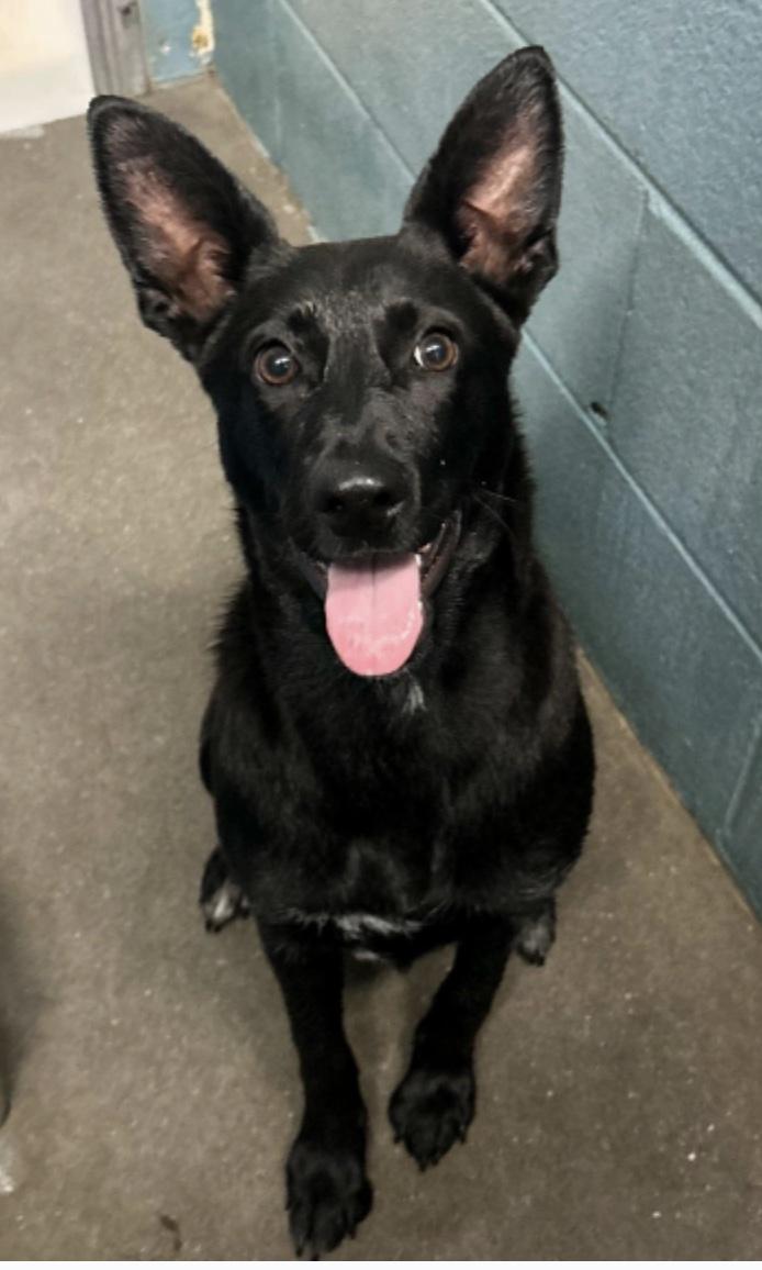 Abagail, a ADOPTABLE mixed breed in Cedarburg, WI image 3/3