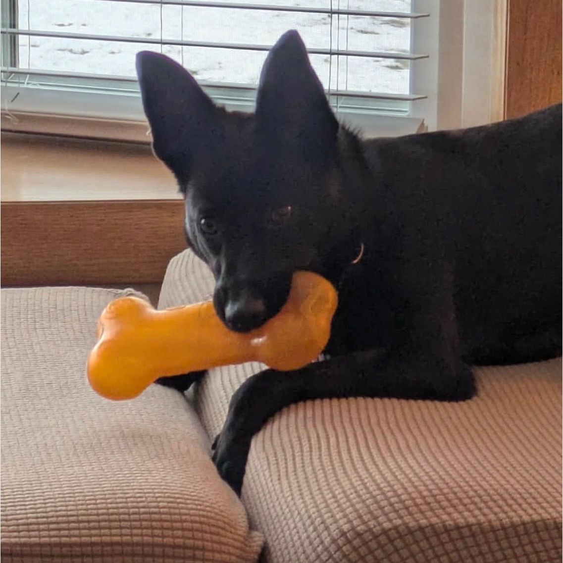 Enlarge Abagail, a ADOPTABLE mixed breed in Cedarburg, WI image 3/6