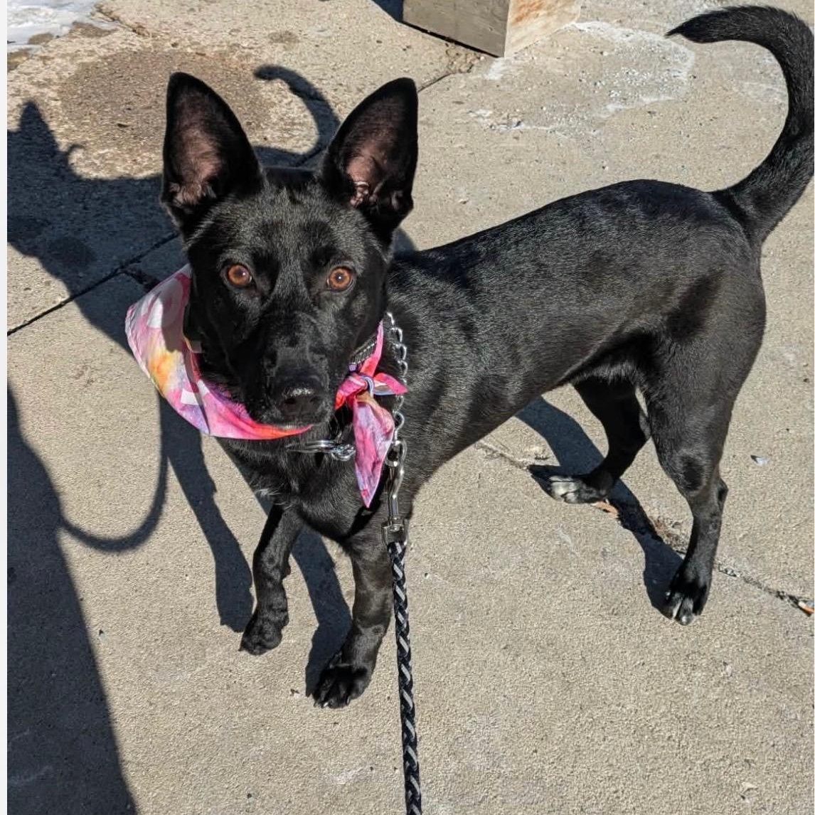 Enlarge Abagail, a ADOPTABLE mixed breed in Cedarburg, WI image 1/6