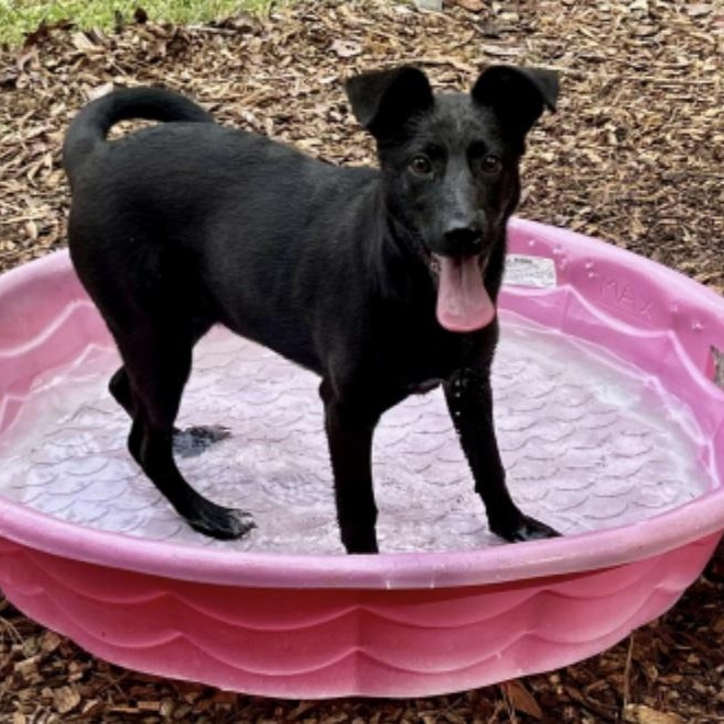 Abagail, a ADOPTABLE mixed breed in Cedarburg, WI image 2/3