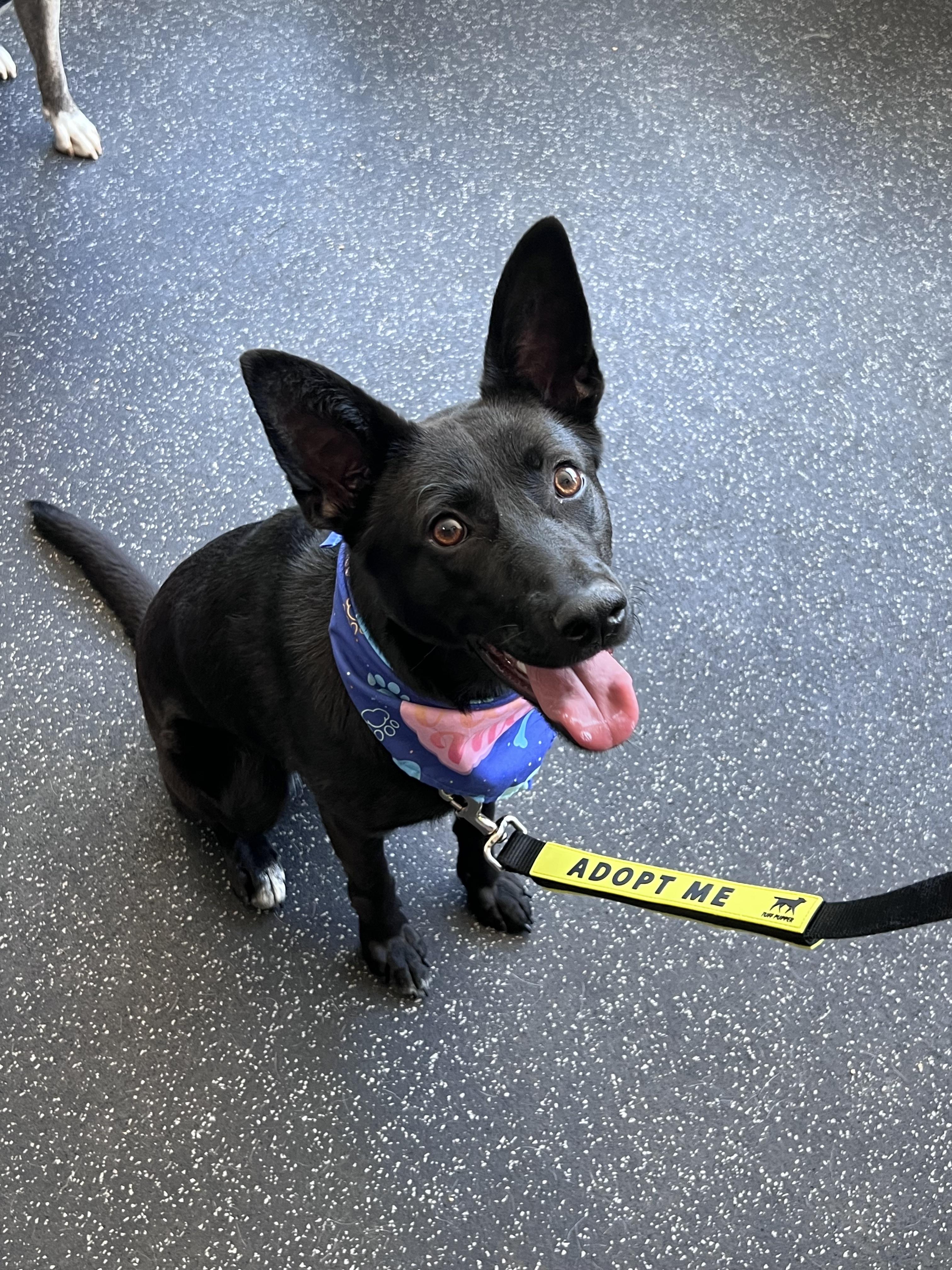 Enlarge Abagail, an adopted mixed breed in Cedarburg, WI image 4/6