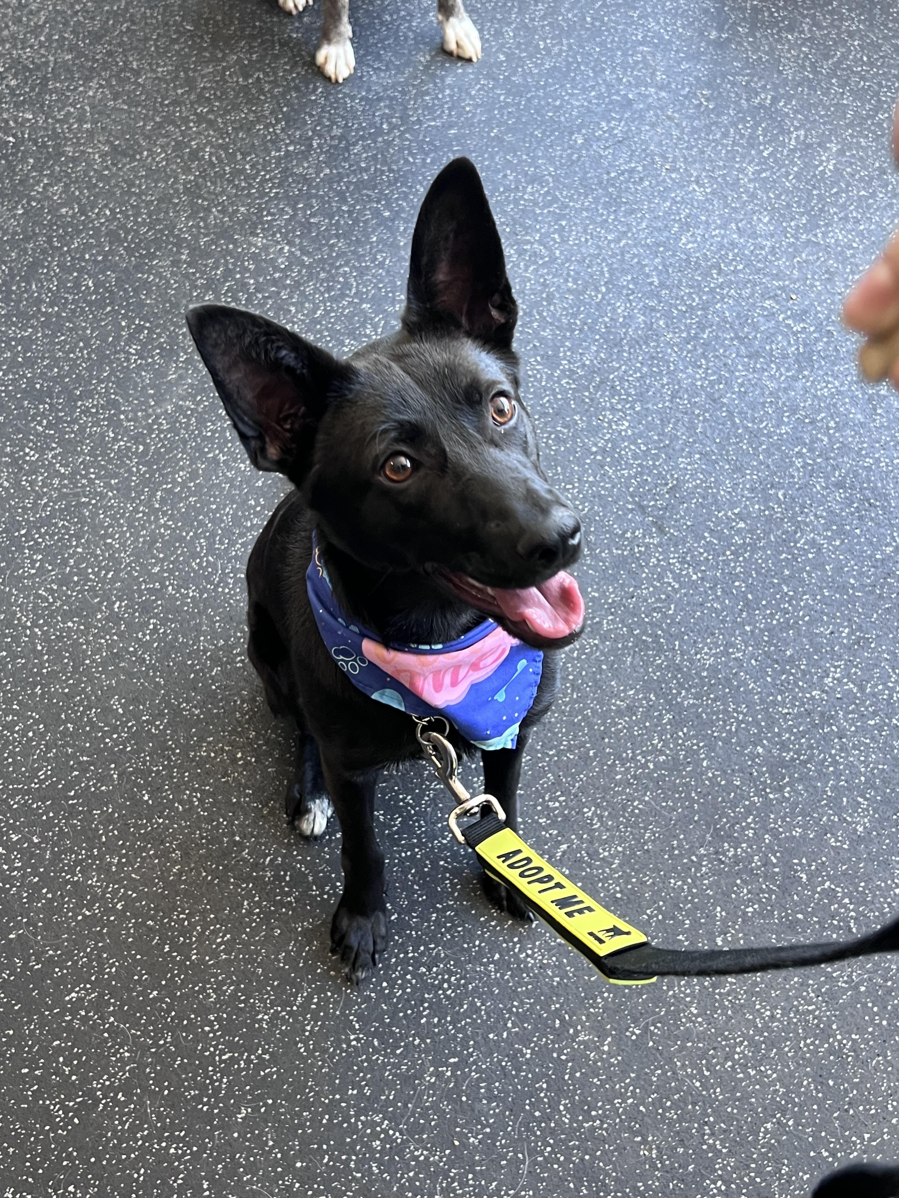 Enlarge Abagail, an adopted mixed breed in Cedarburg, WI image 2/6