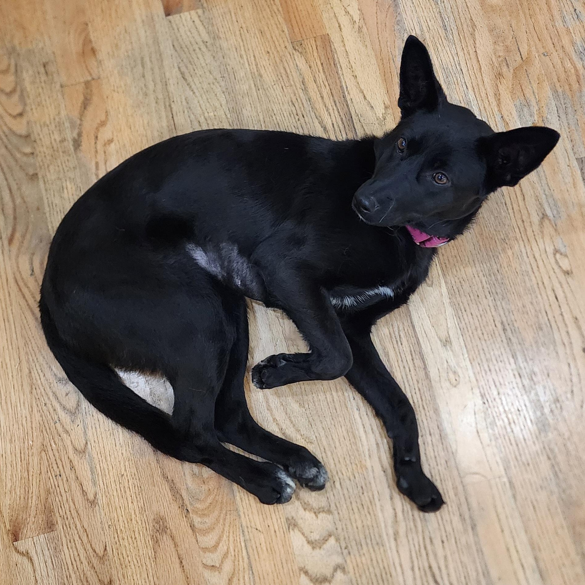 Abagail, ADOPTABLE, Puppy Female Shepherd.