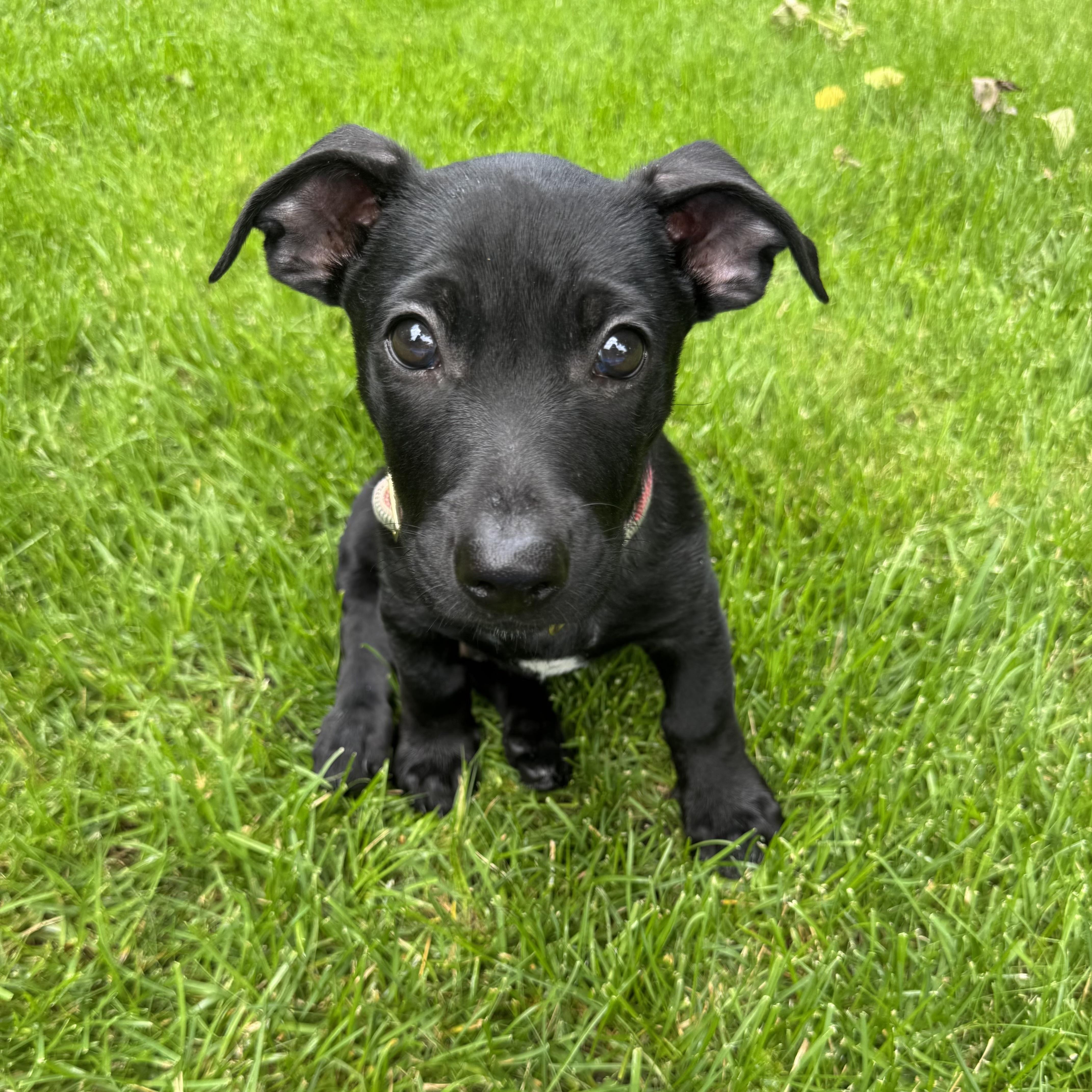 Chuck, a ADOPTABLE Mixed Breed in Prior Lake, MN image 2/6