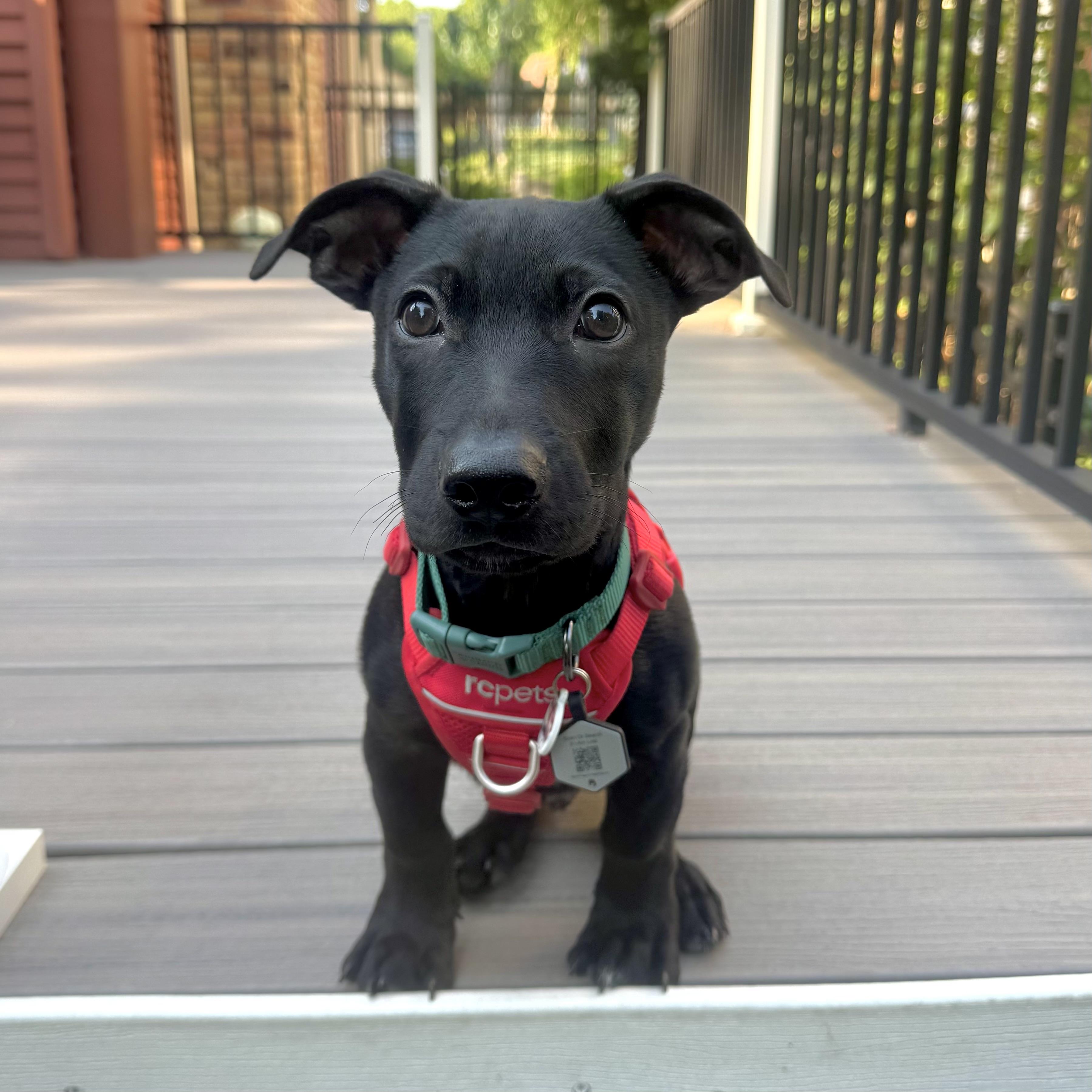 Chuck, a ADOPTABLE Mixed Breed in Prior Lake, MN image 5/6