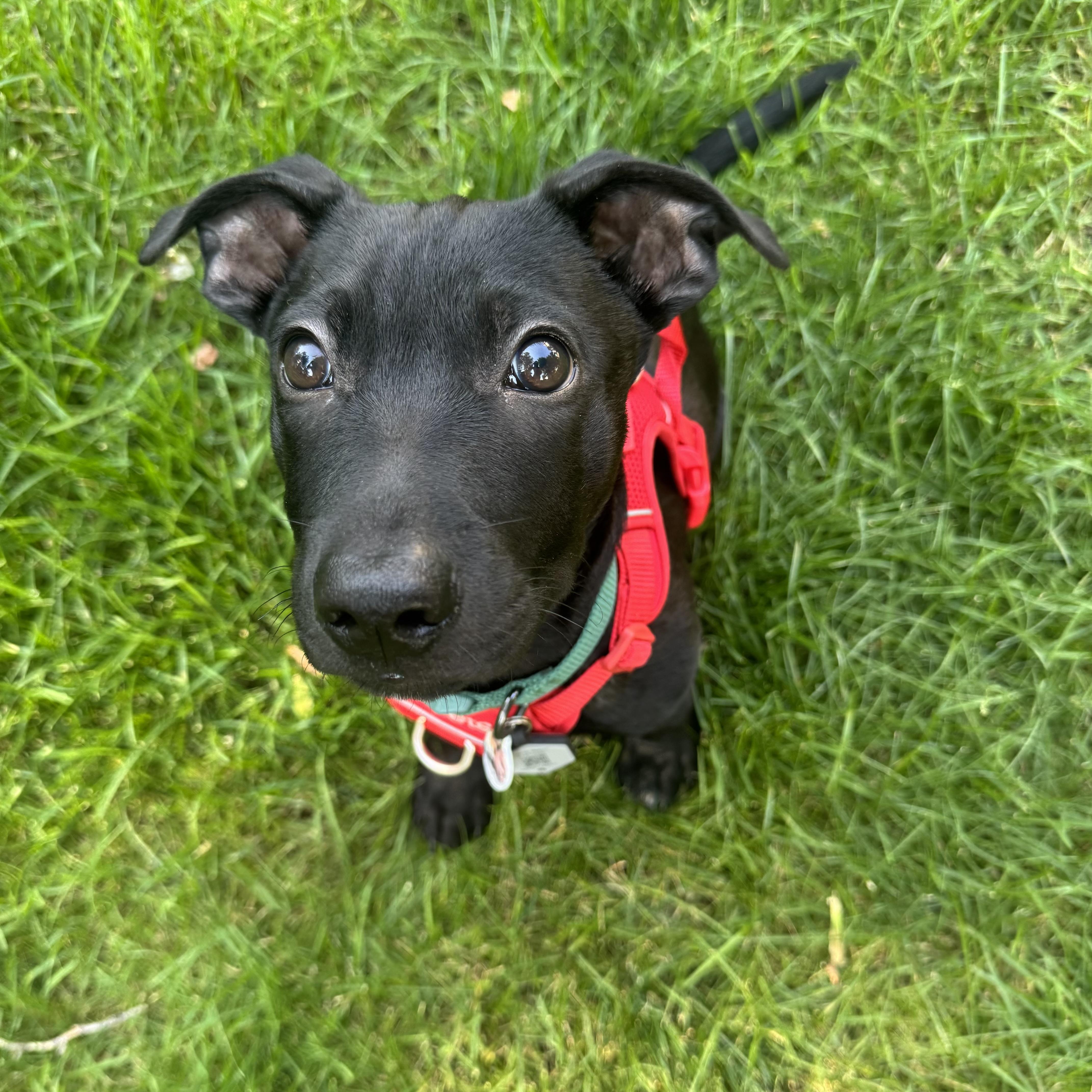 Chuck, ADOPTABLE, Puppy Male Mixed Breed.