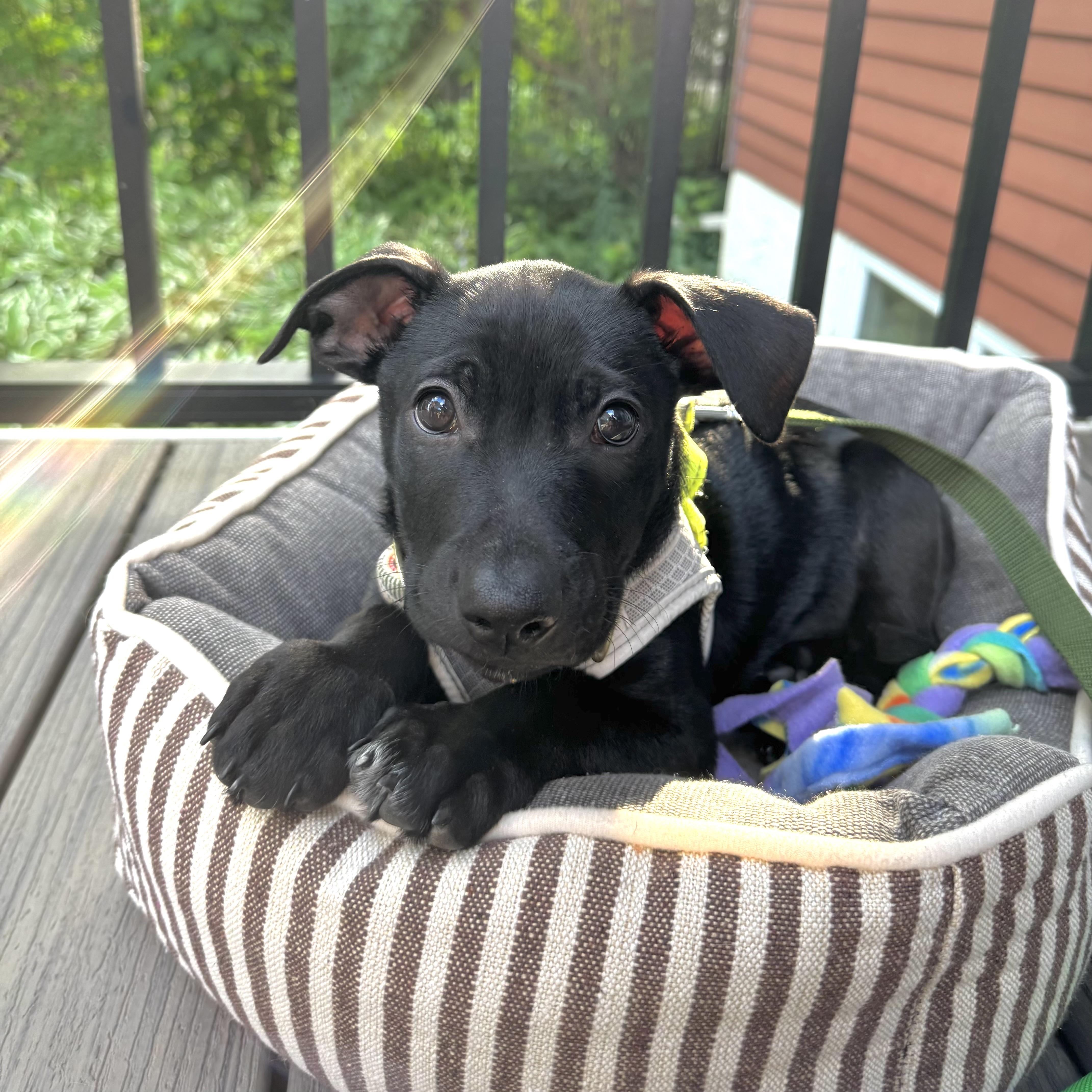 Chuck, a ADOPTABLE Mixed Breed in Prior Lake, MN image 3/6