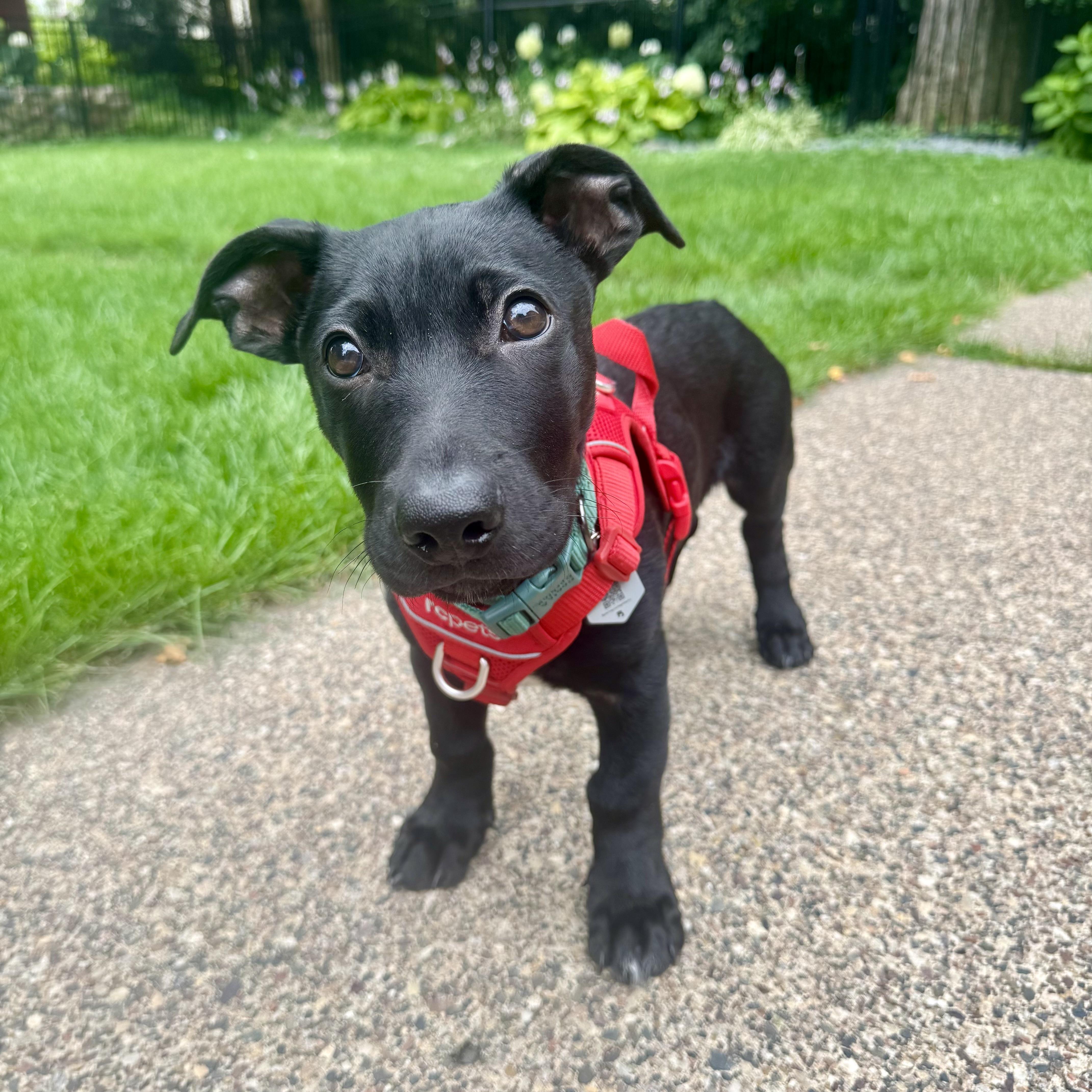 Chuck, a ADOPTABLE Mixed Breed in Prior Lake, MN image 6/6