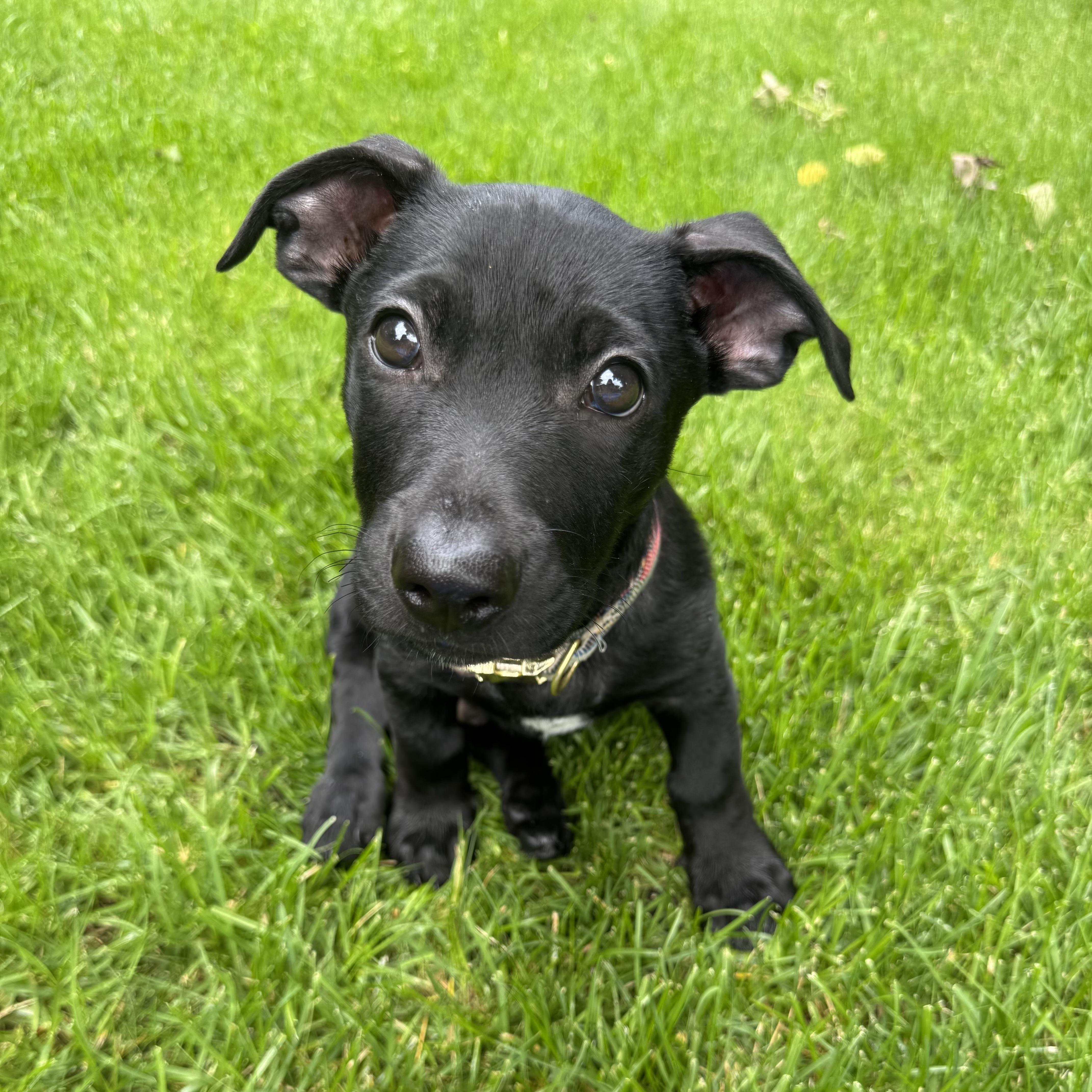 Chuck, a ADOPTABLE Mixed Breed in Prior Lake, MN image 4/6