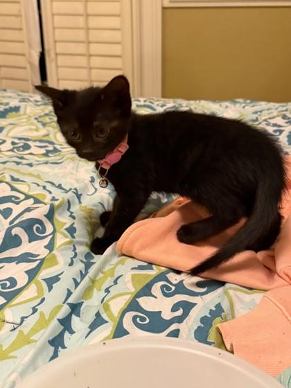 Chickadee, Adoptable, Kitten Female Domestic Short Hair & Domestic Short Hair.