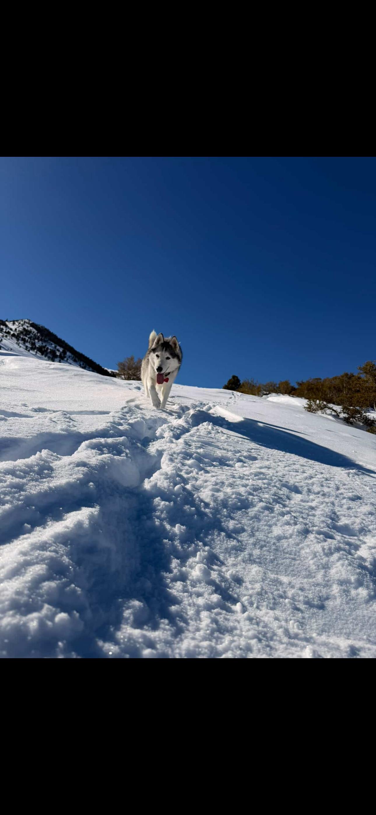 Enlarge Abby, a Adoptable Siberian Husky in San Rafael, CA image 3/6
