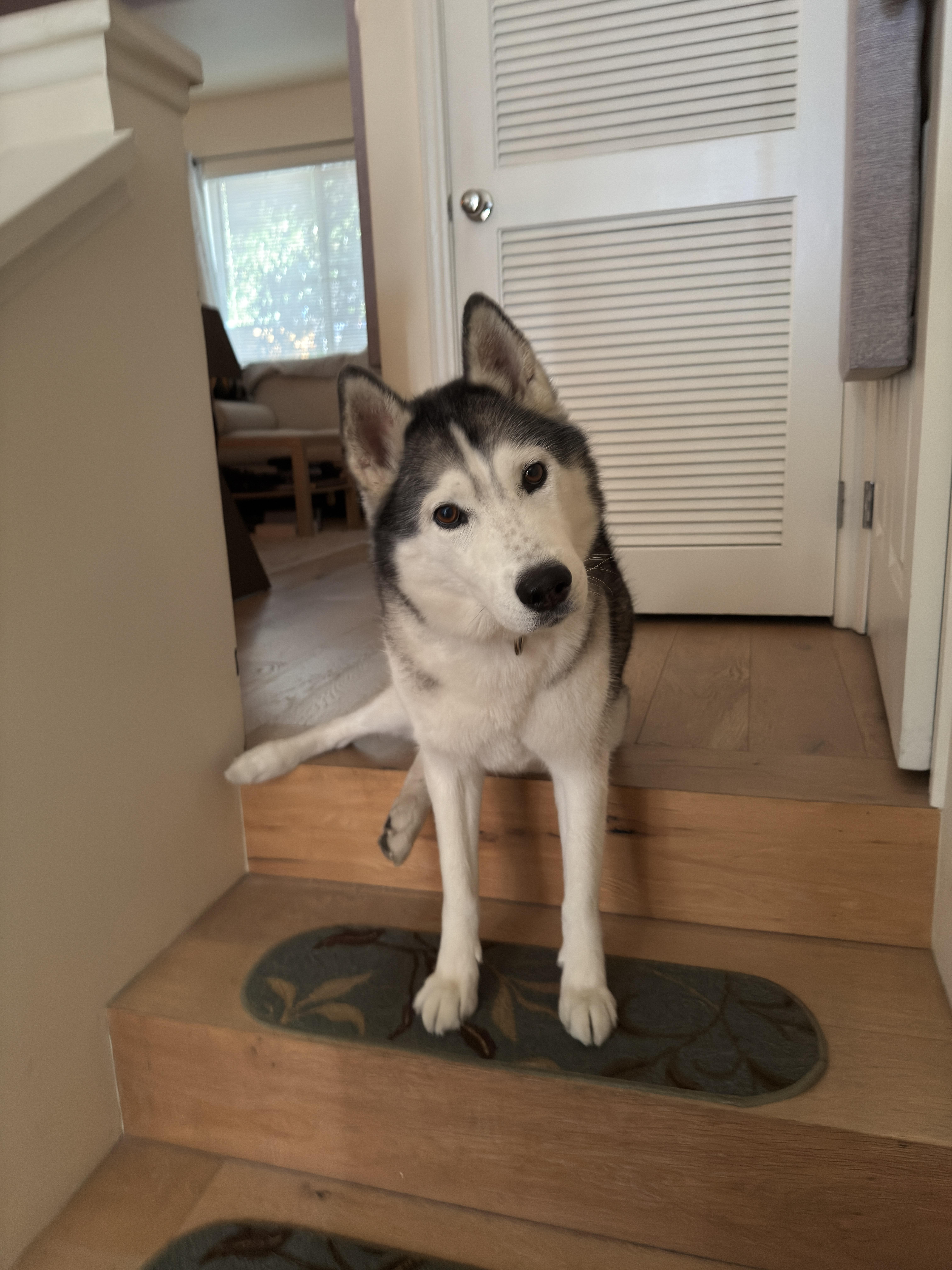 Abby, a Adoptable Siberian Husky in San Rafael, CA image 4/5