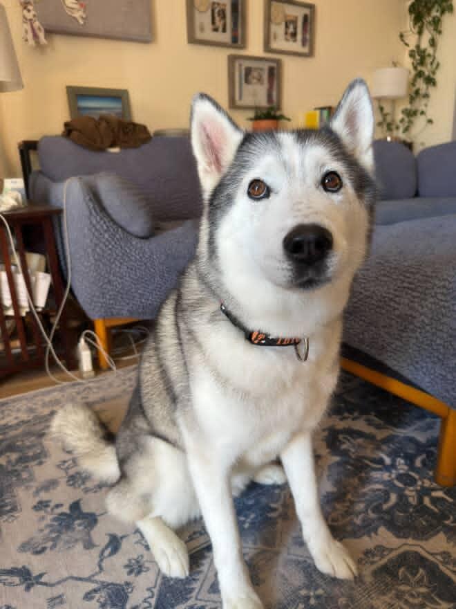 Abby, a Adoptable Siberian Husky in San Rafael, CA image 5/5