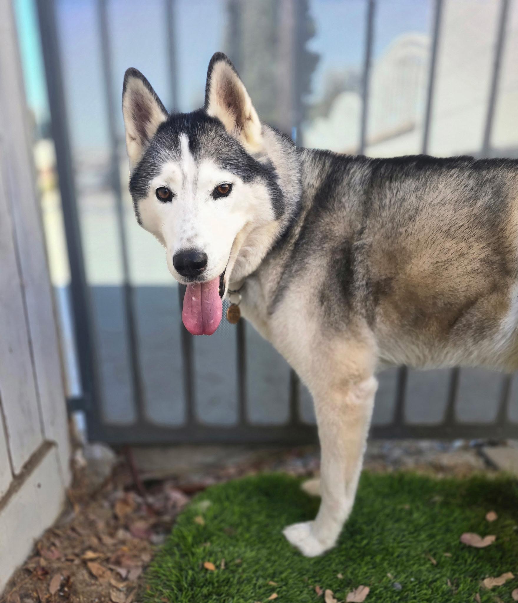 Abby, a Adoptable Siberian Husky in San Rafael, CA image 2/5