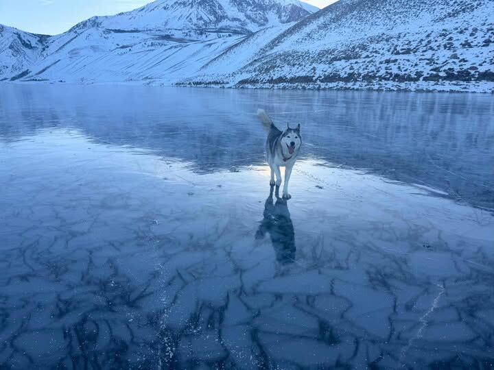 Enlarge Abby, a Adoptable Siberian Husky in San Rafael, CA image 4/6