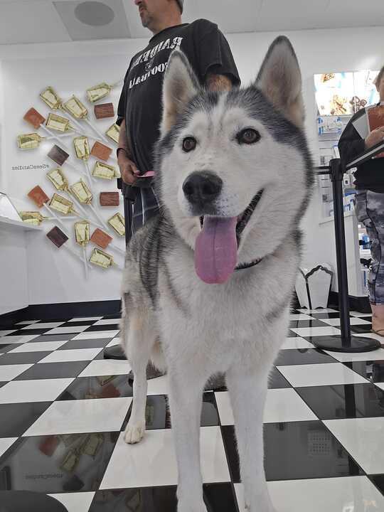 Abby, Adoptable, Adult Female Siberian Husky.