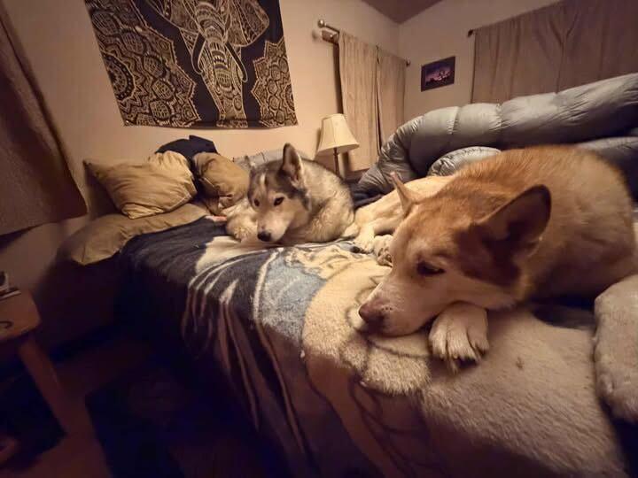 Enlarge Abby, a Adoptable Siberian Husky in San Rafael, CA image 6/6