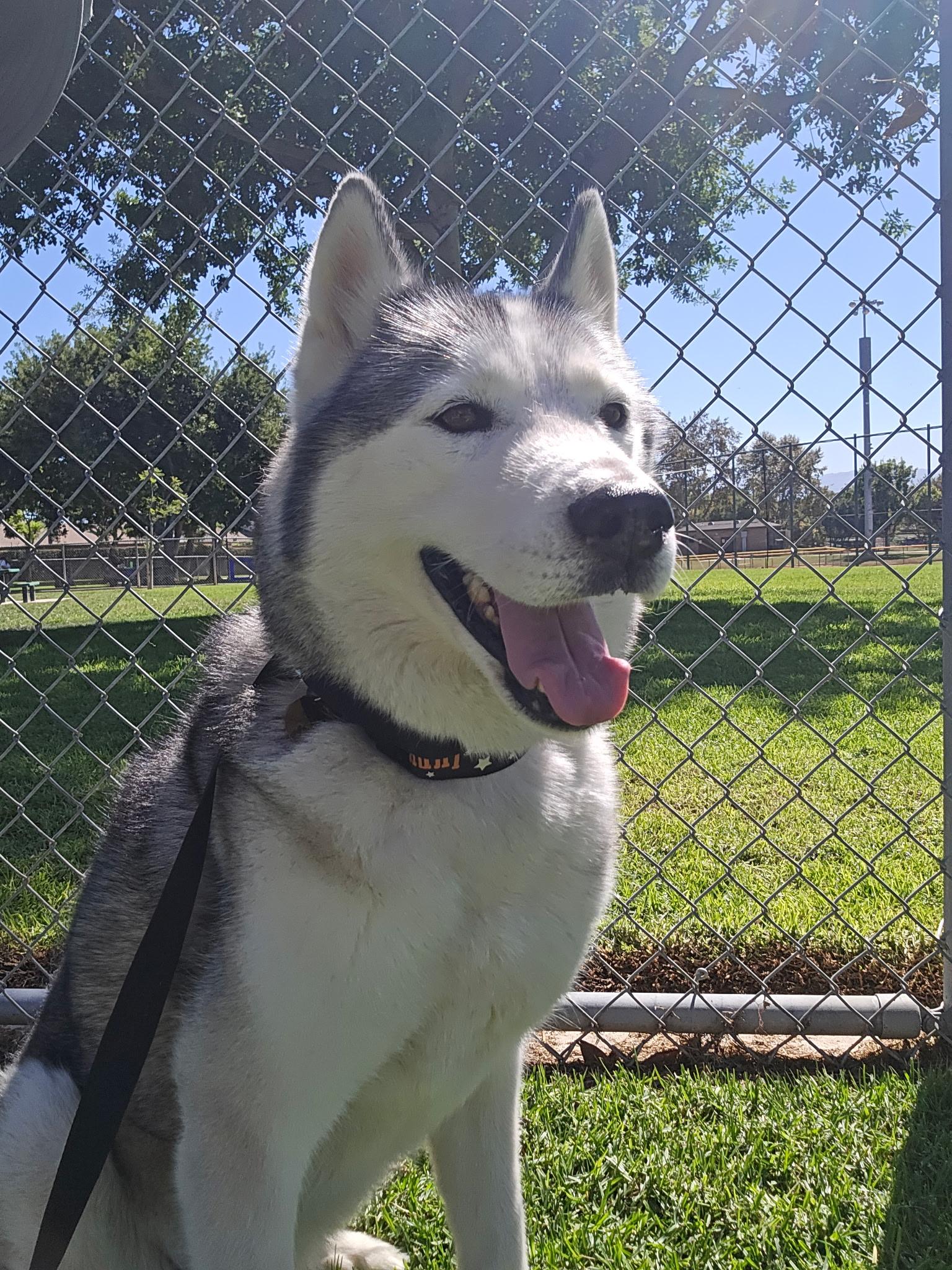 Abby, a Adoptable Siberian Husky in San Rafael, CA image 3/5