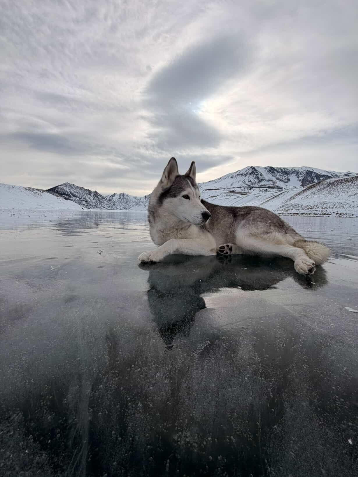 Enlarge Abby, a Adoptable Siberian Husky in San Rafael, CA image 1/6