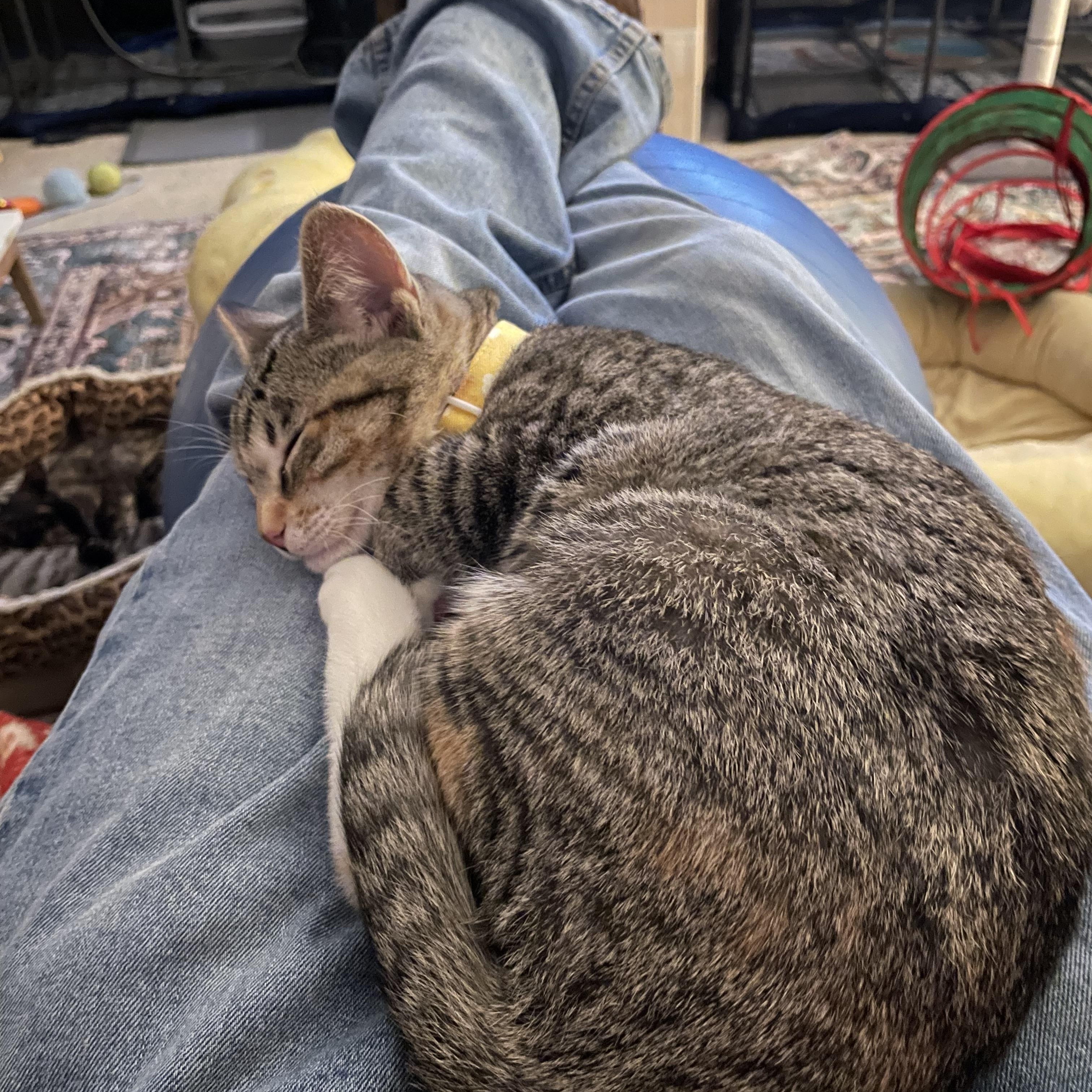 Enlarge EYEDA, a ADOPTABLE mixed breed in Palmdale, CA image 2/3