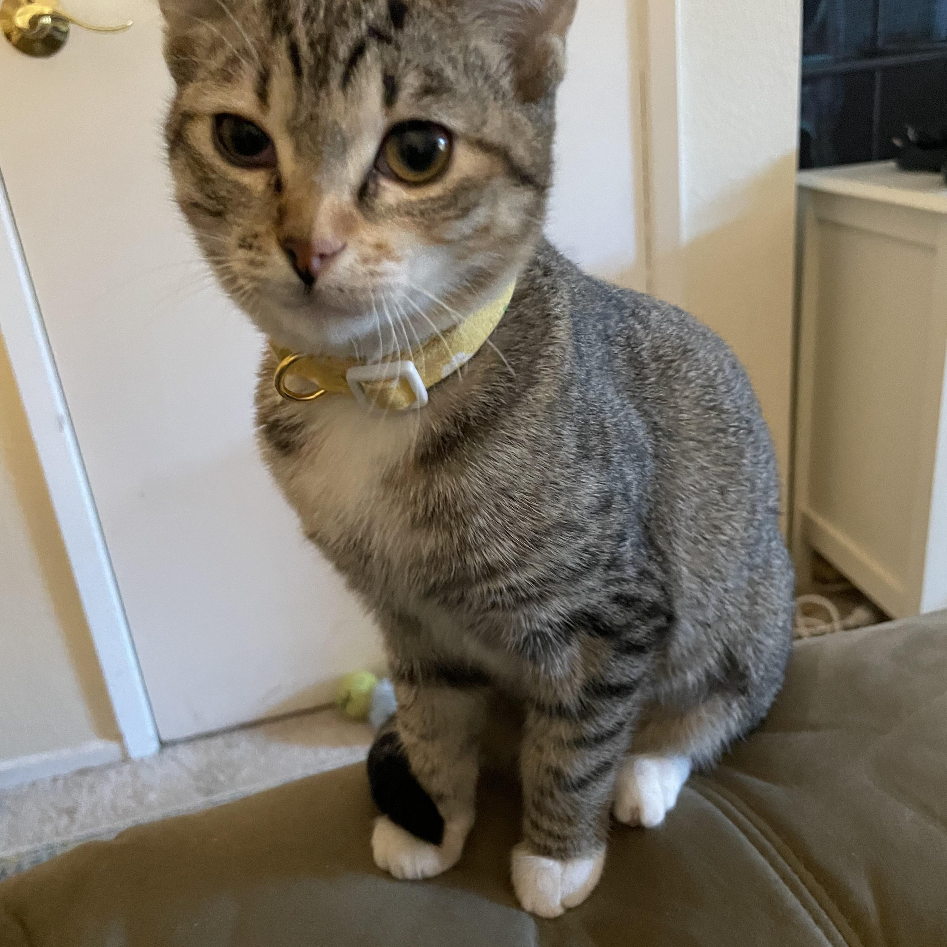 EYEDA, ADOPTABLE, Young Female Abyssinian & Maine Coon.