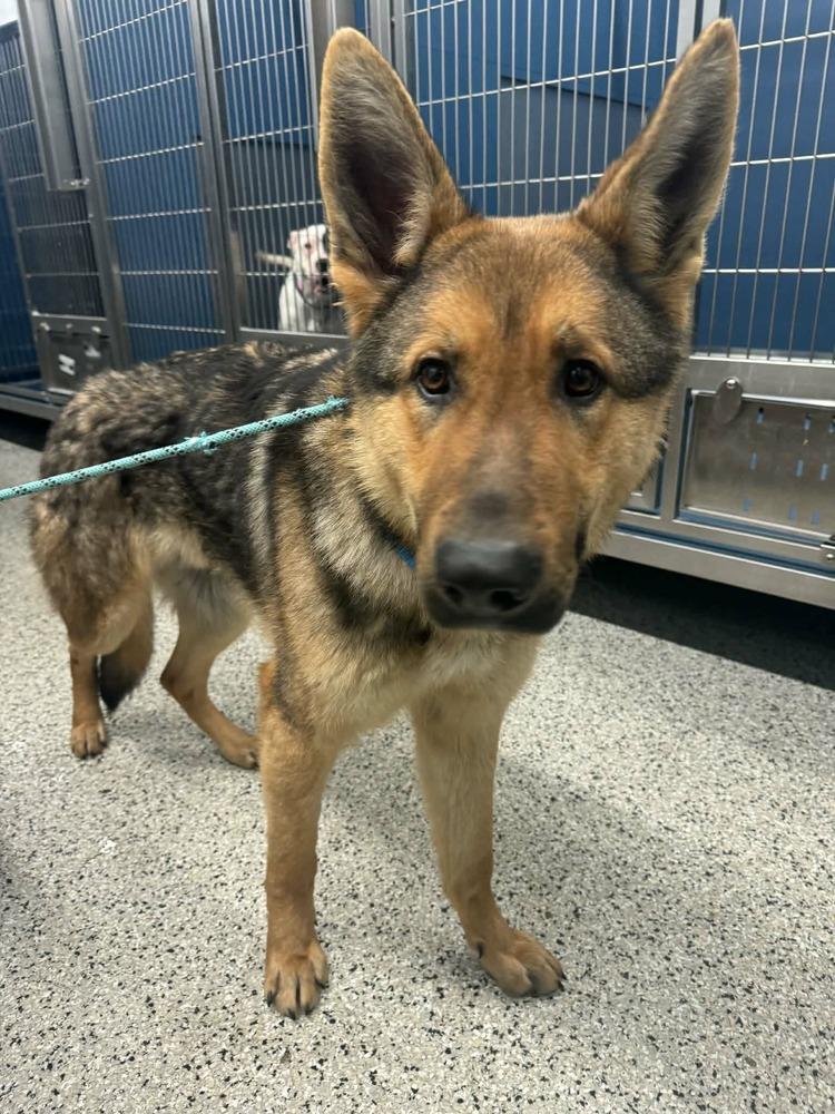 Enlarge Asher, an adopted German Shepherd Dog in China Township, MI image 2/3