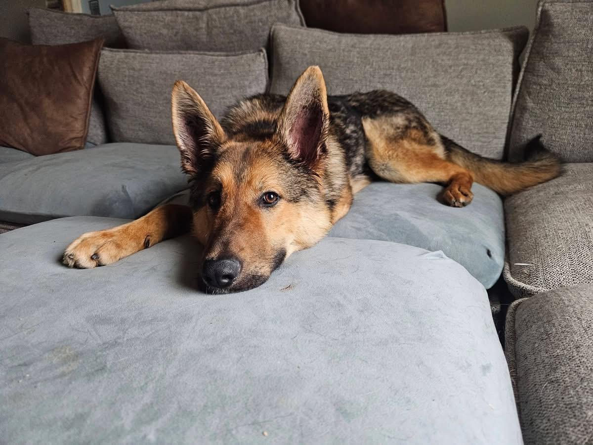 Asher, ADOPTABLE, Young Male German Shepherd Dog.