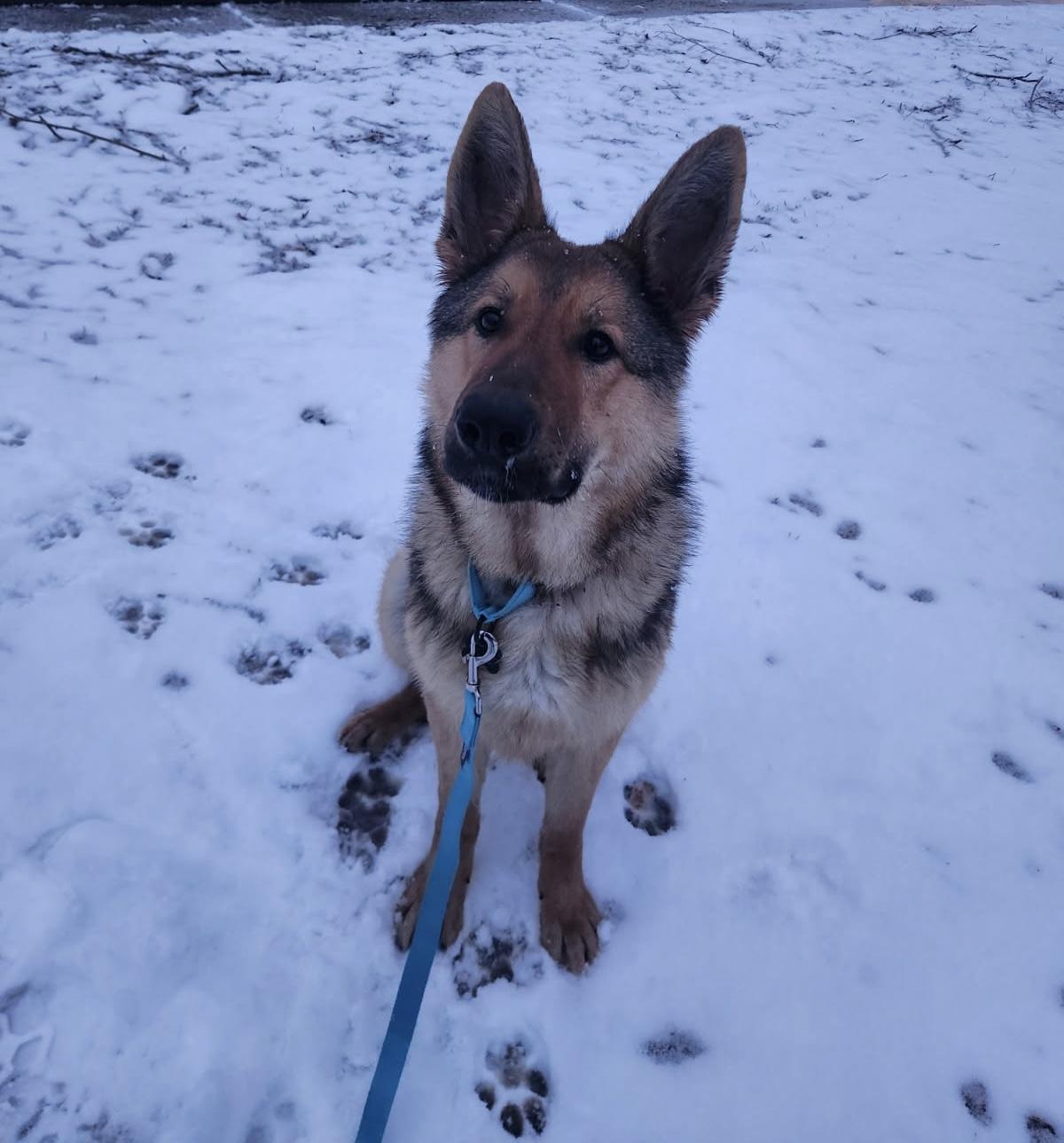 Enlarge Asher, an adopted German Shepherd Dog in China Township, MI image 3/3