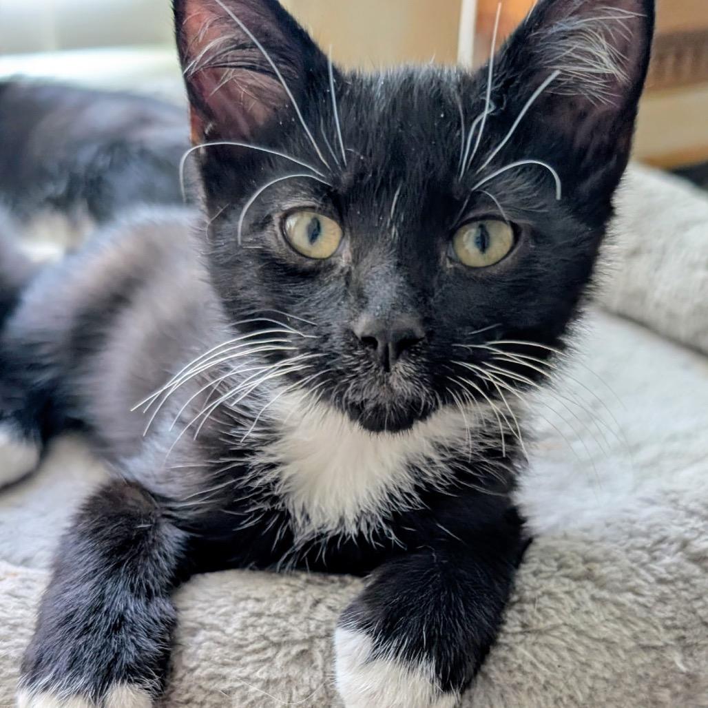 Sylvester, ADOPTABLE, Young Male Domestic Short Hair.