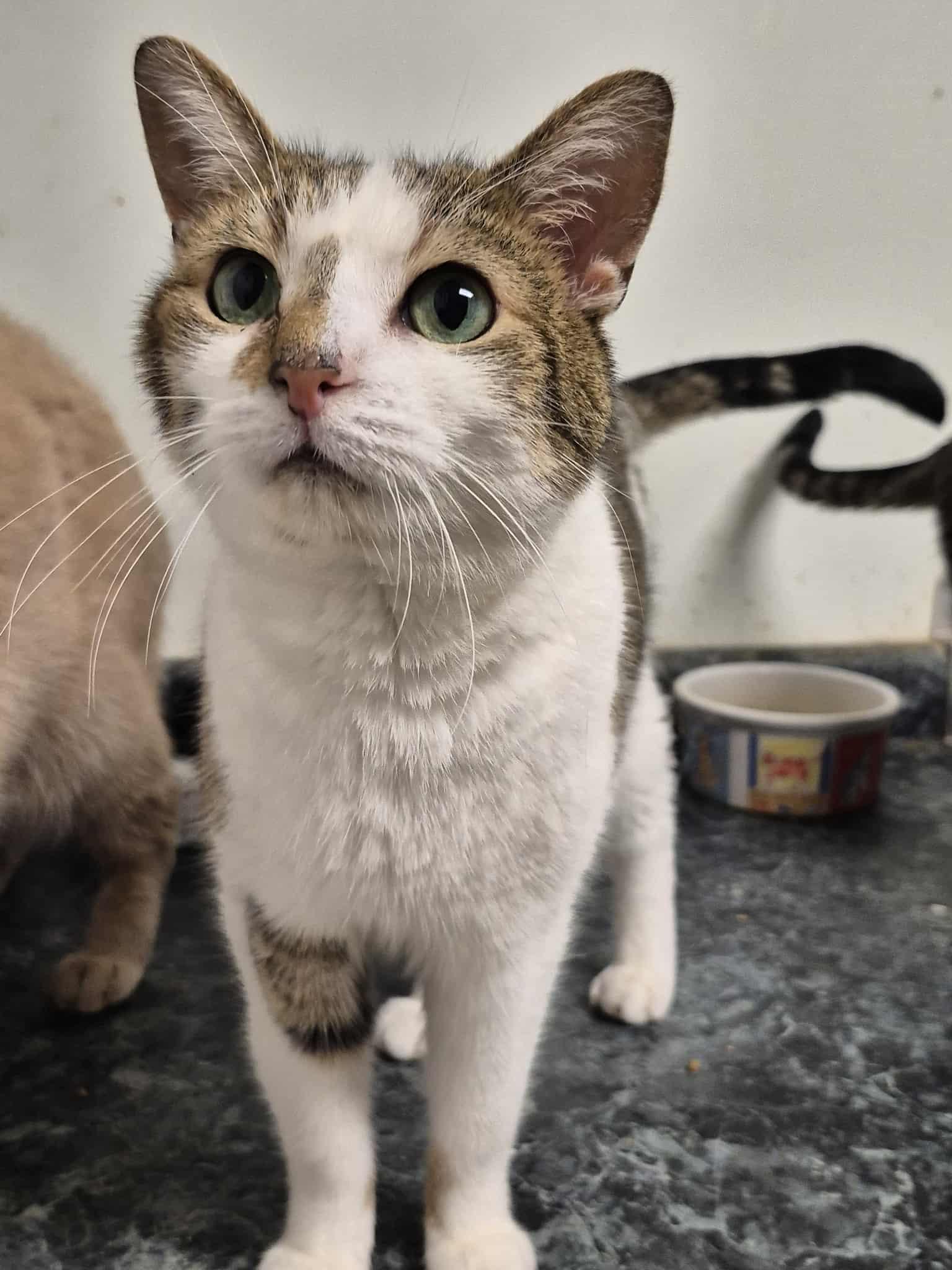 Oreo, an adoptable Domestic Short Hair in Chatham, ON, N7M 2Z7 | Photo Image 3