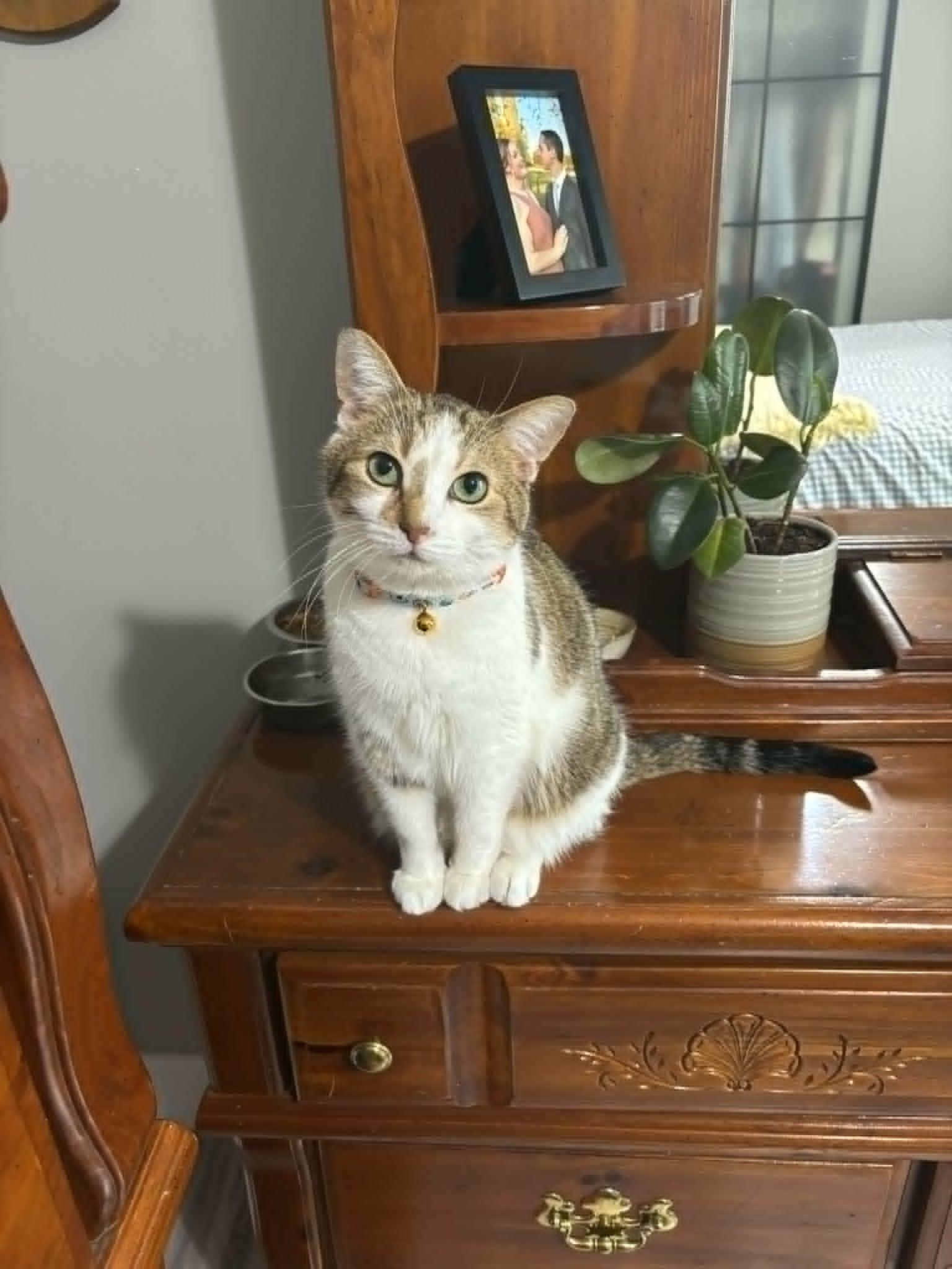 Oreo, a Adoptable Domestic Short Hair in Chatham, ON image 1/6