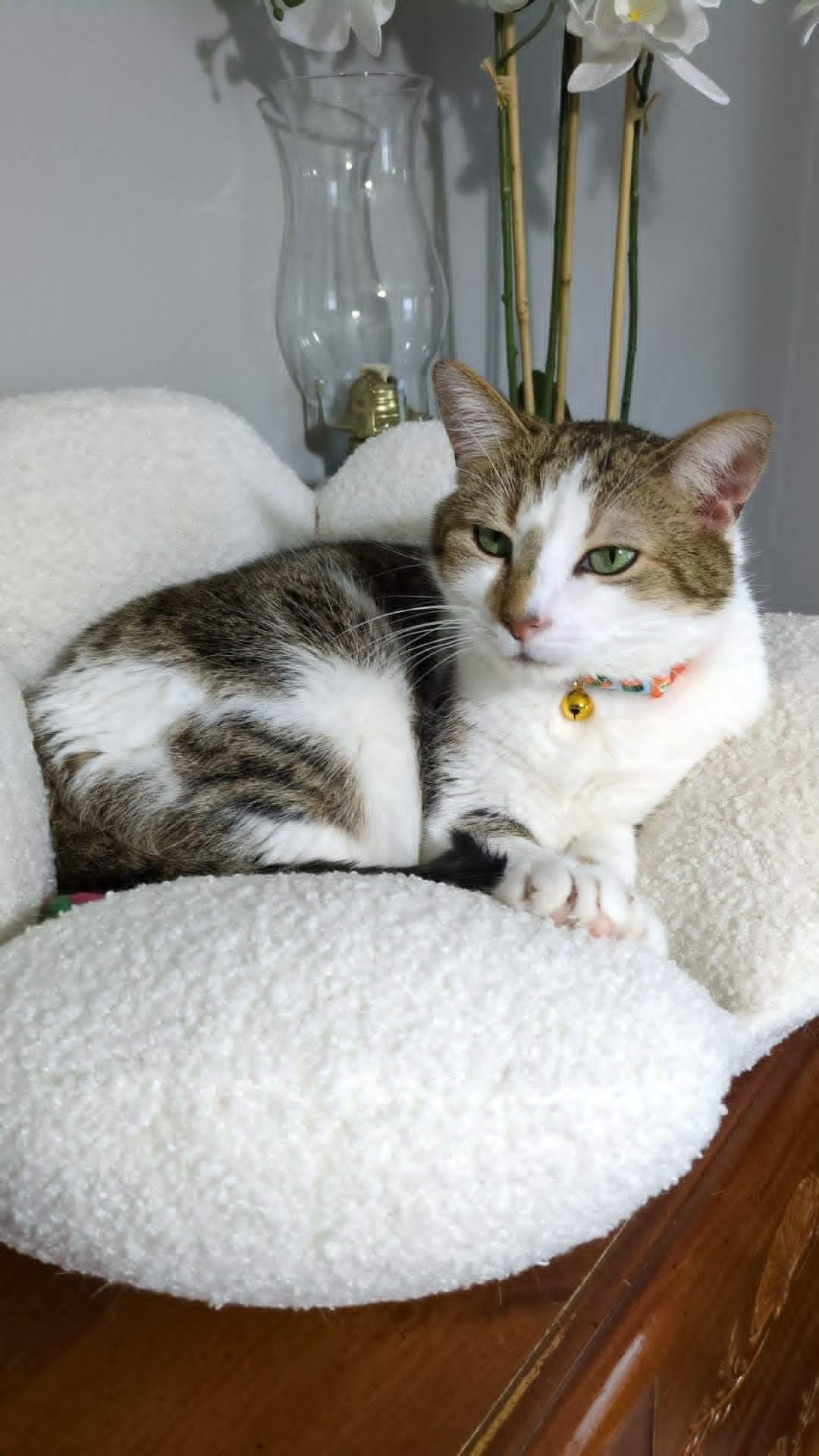 Oreo, a Adoptable Domestic Short Hair in Chatham, ON image 5/6