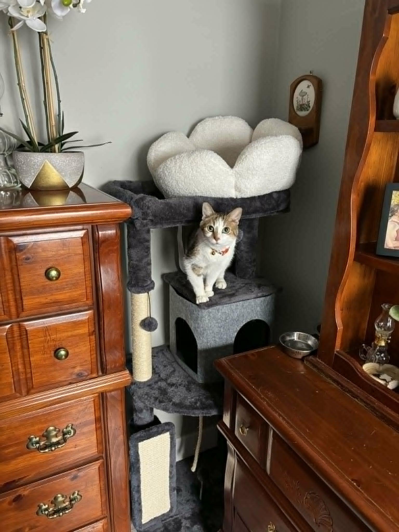 Oreo, a Adoptable Domestic Short Hair in Chatham, ON image 6/6