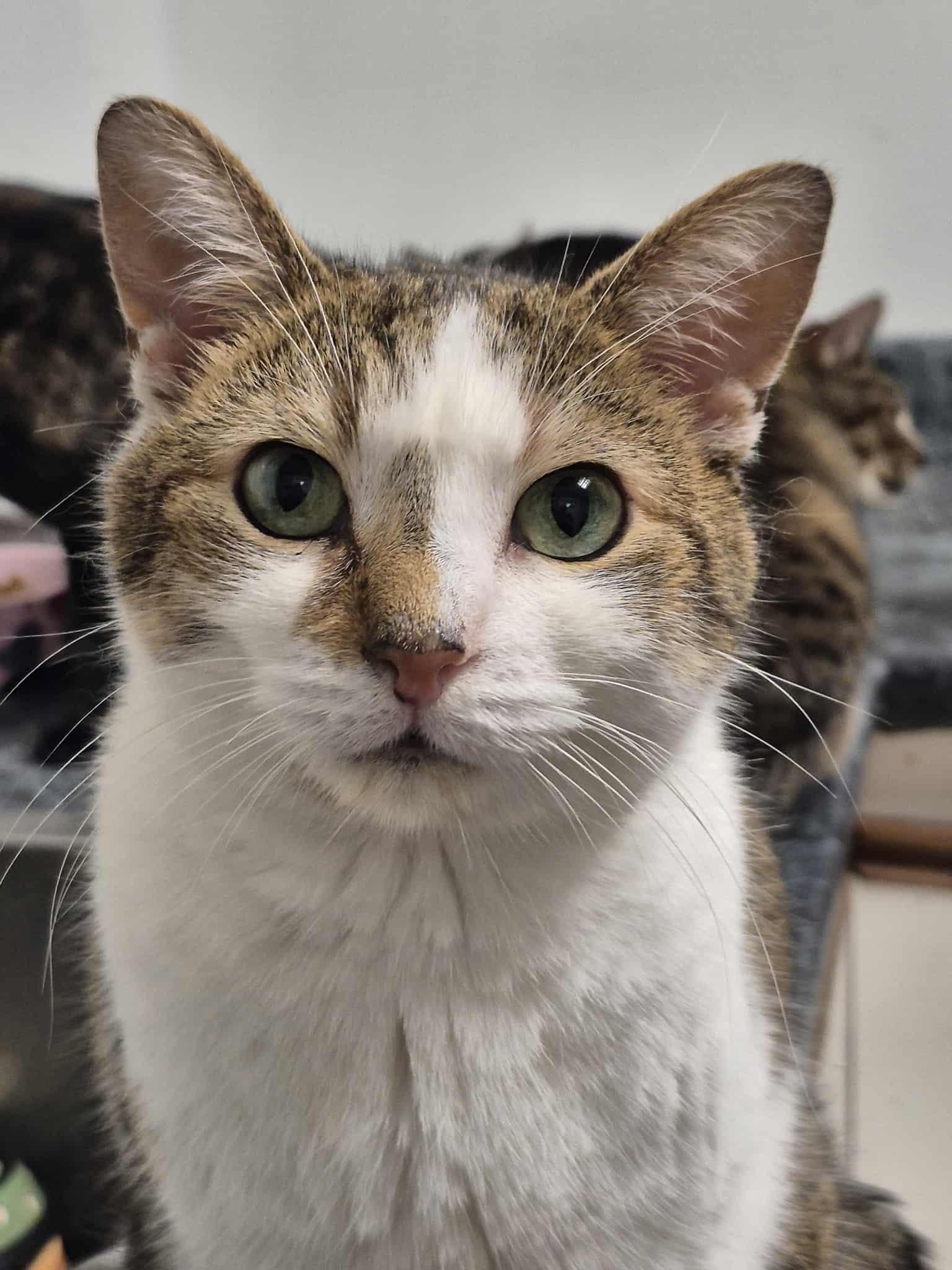 Oreo, Adoptable, Adult Male Domestic Short Hair.