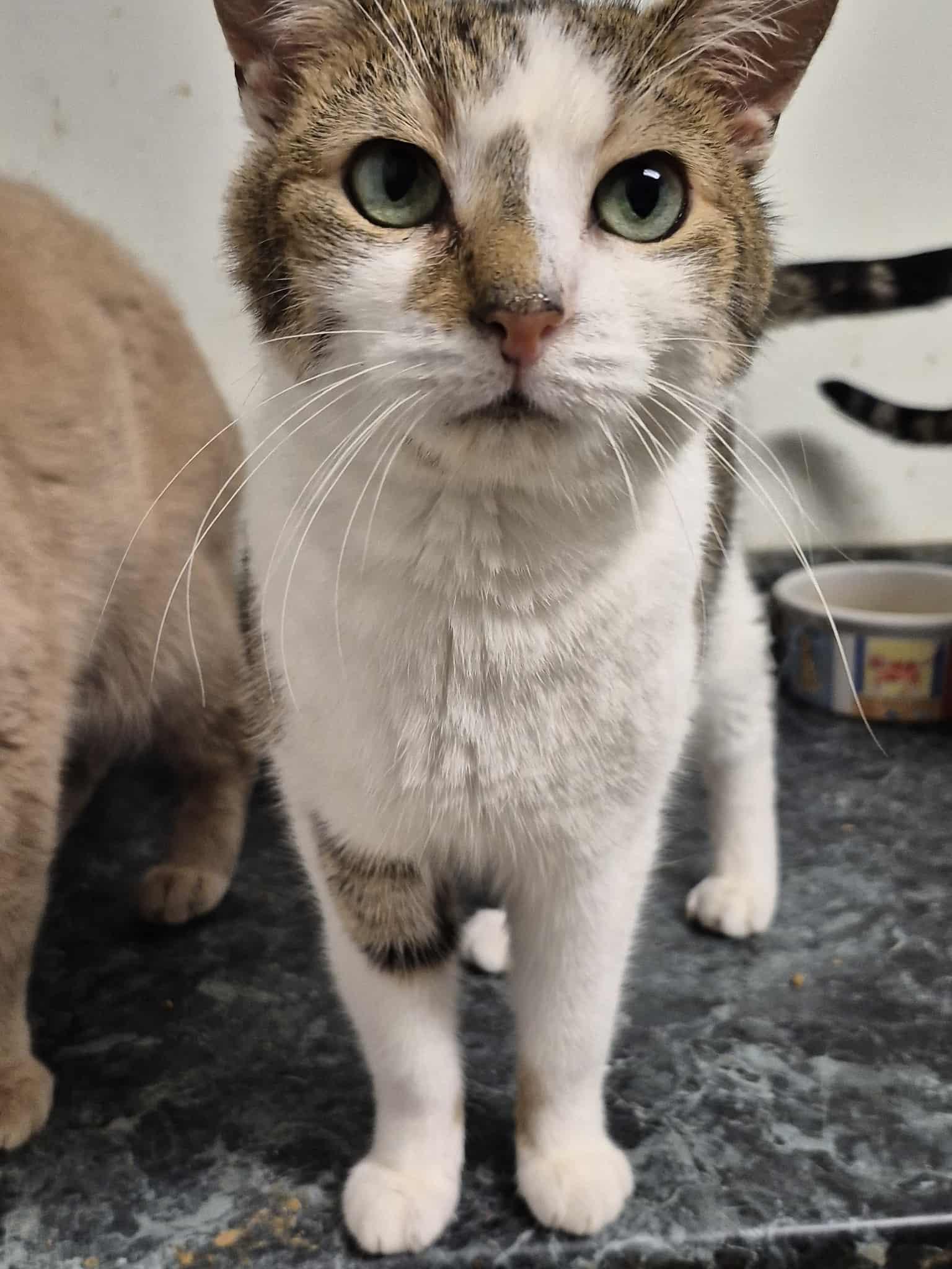 Enlarge Oreo, a Adoptable Domestic Short Hair in Chatham, ON image 6/6